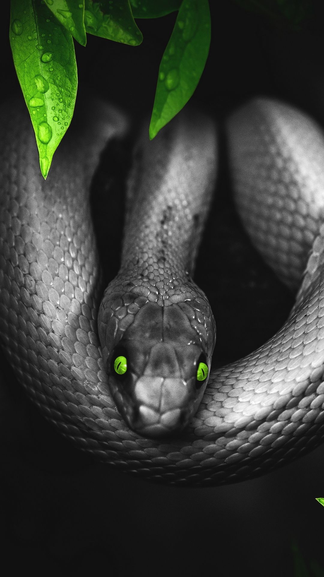 A snake with green eyes is sitting on leaves - Snake
