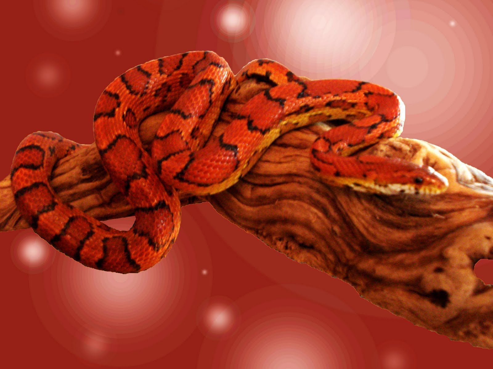 Orange Aesthetic Snake Desktop Wallpaper