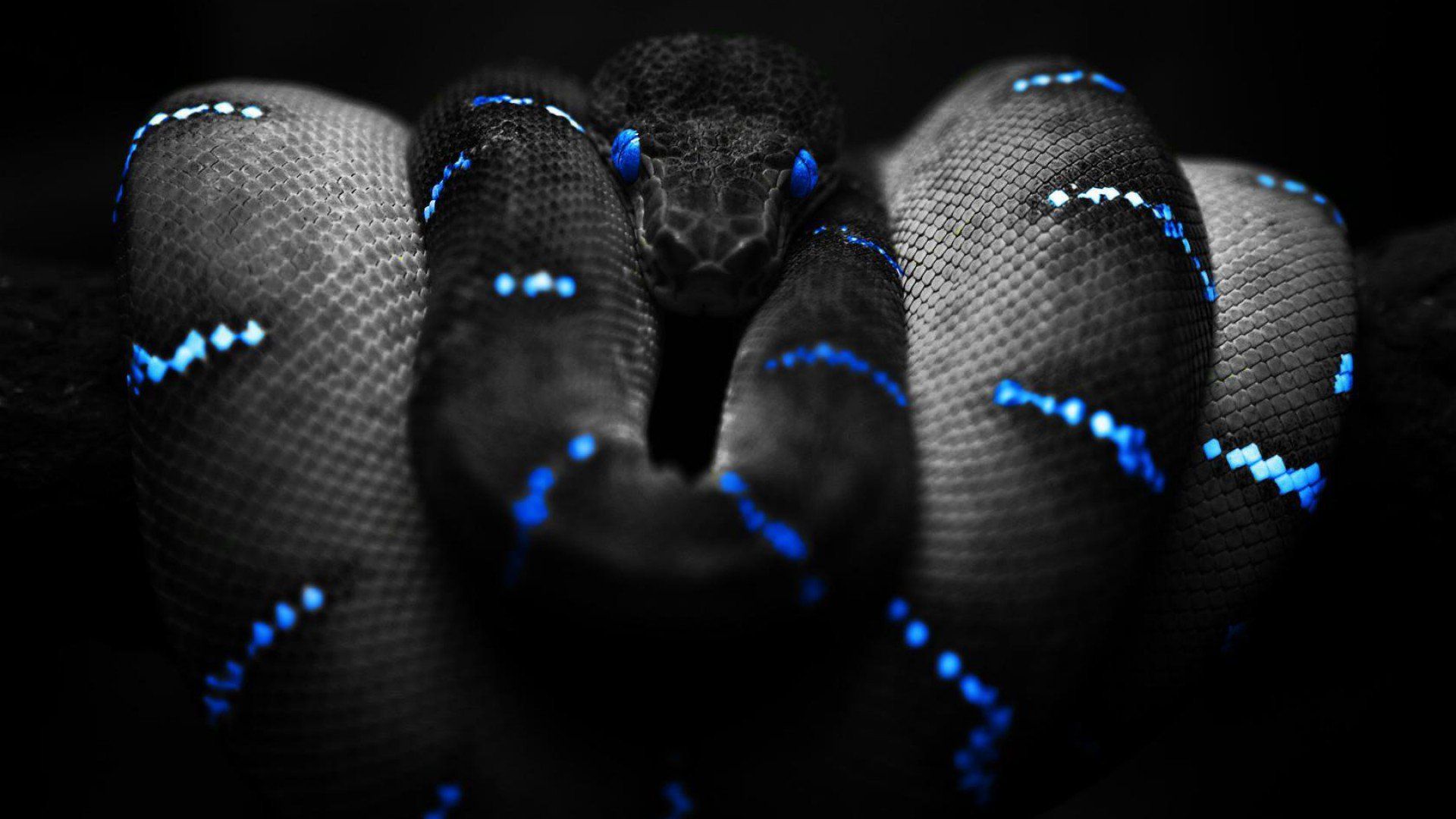 A black and blue snake with glowing eyes - Snake