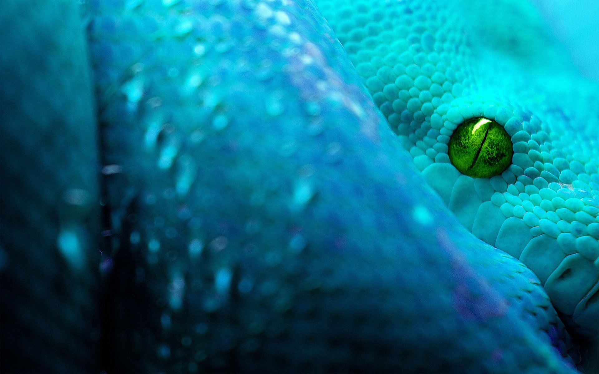 A blue snake's eye is shown in close up. - Snake, teal