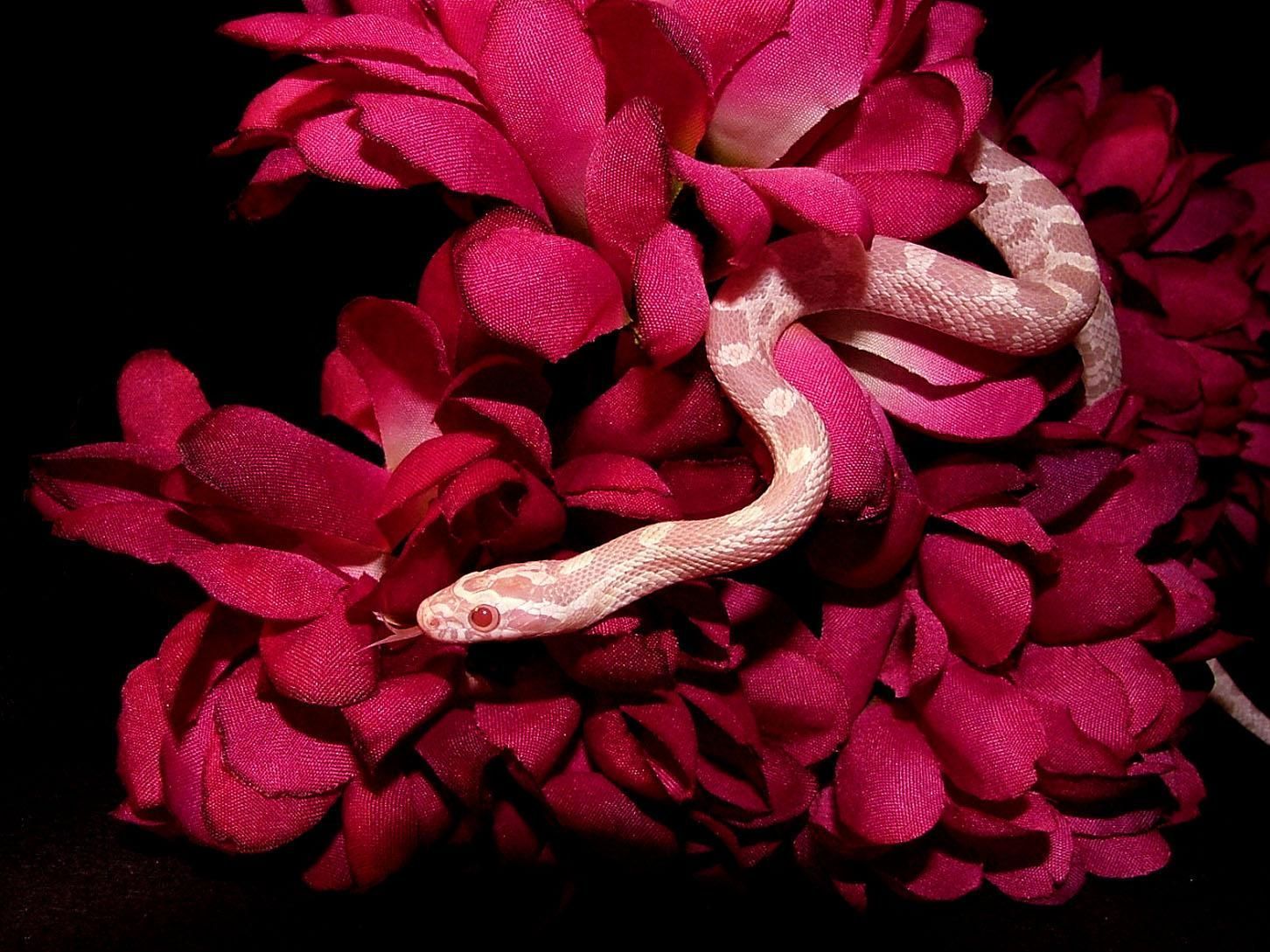 A snake on a red flower - Snake