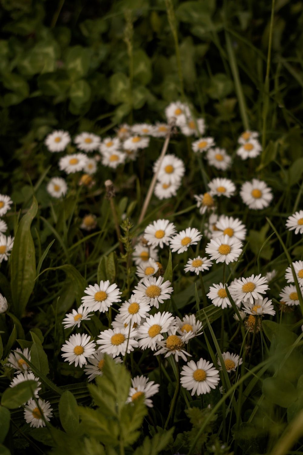 A close up of some daisies in the grass - Green, soft green, pastel green, nature, light green, daisy