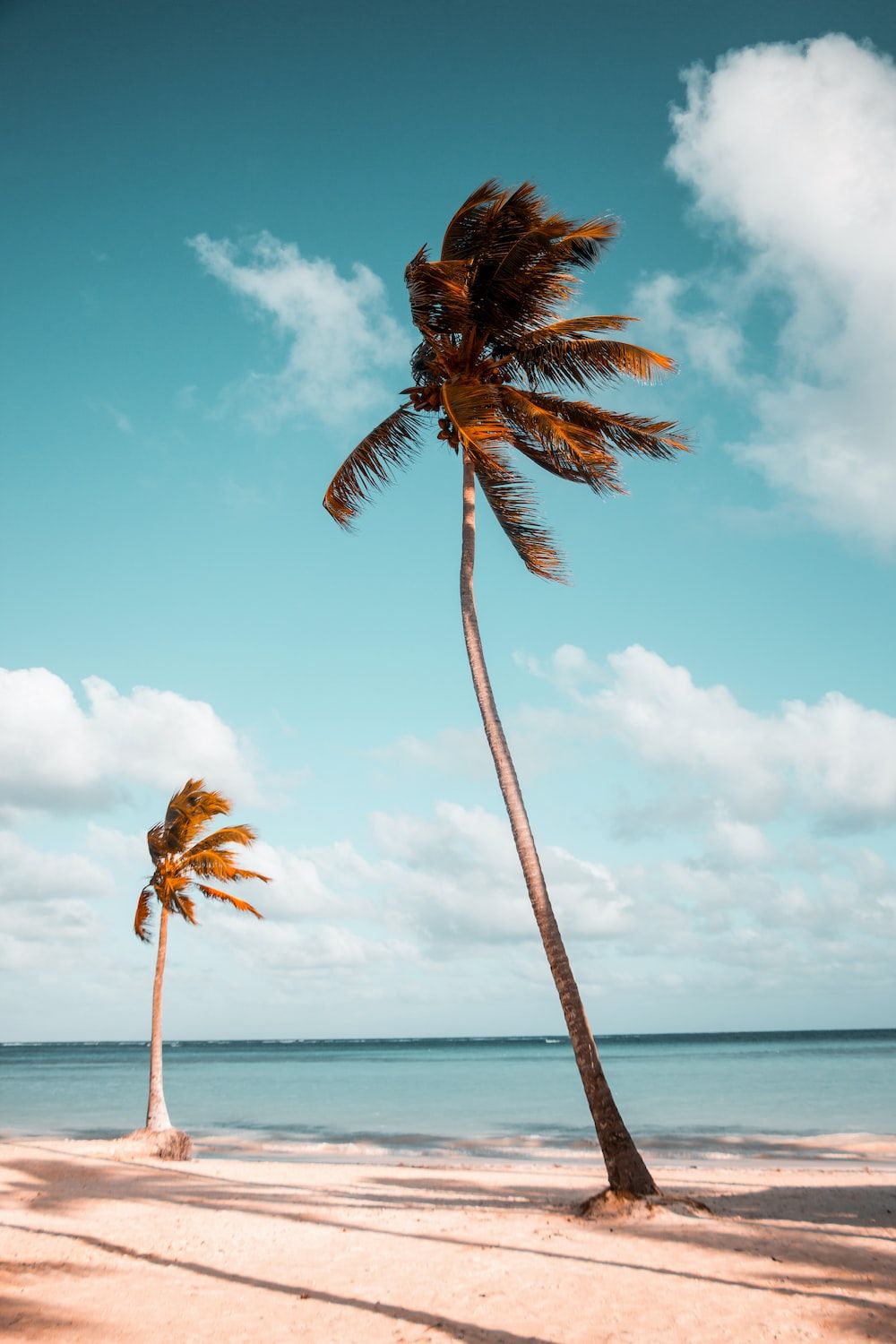 Two palm trees on a beach with the ocean in front of them - Beach, palm tree