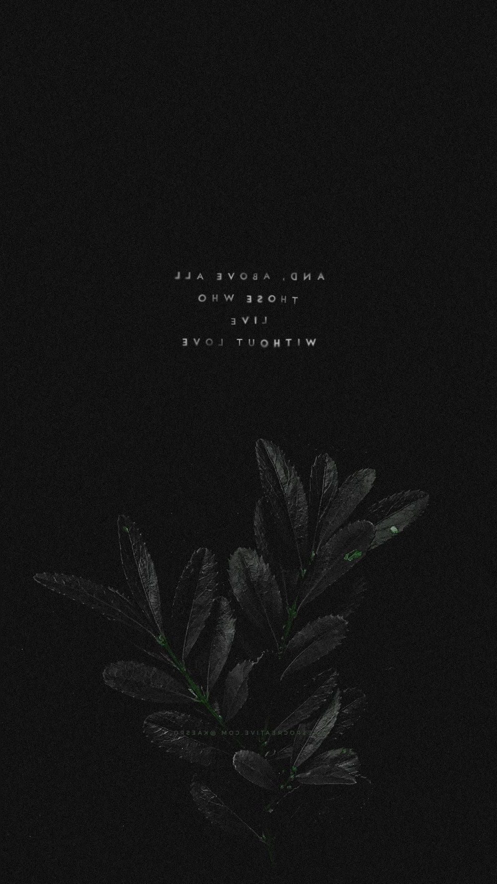 Aesthetic wallpaper phone background with a black background and a plant - Black