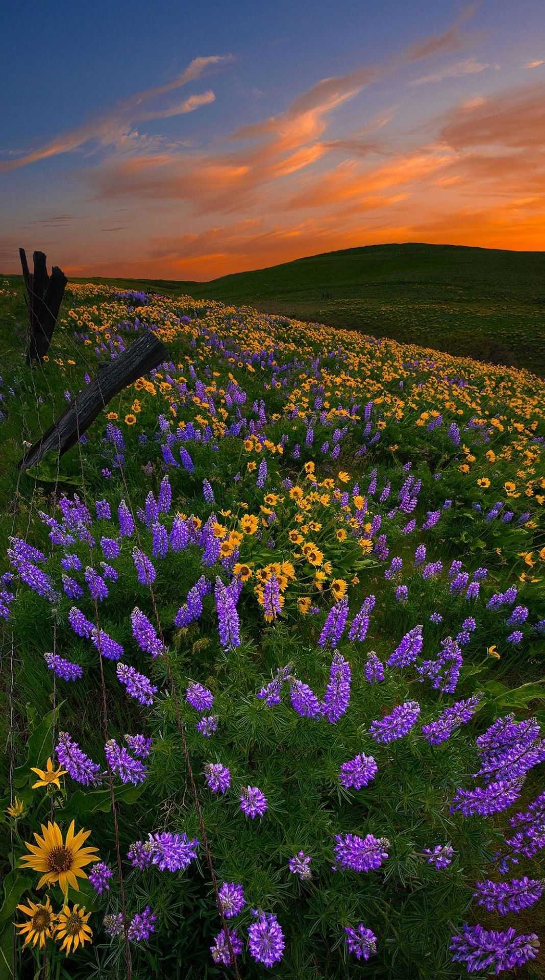 Lupine and sunflowers in the sunset - Cottagecore