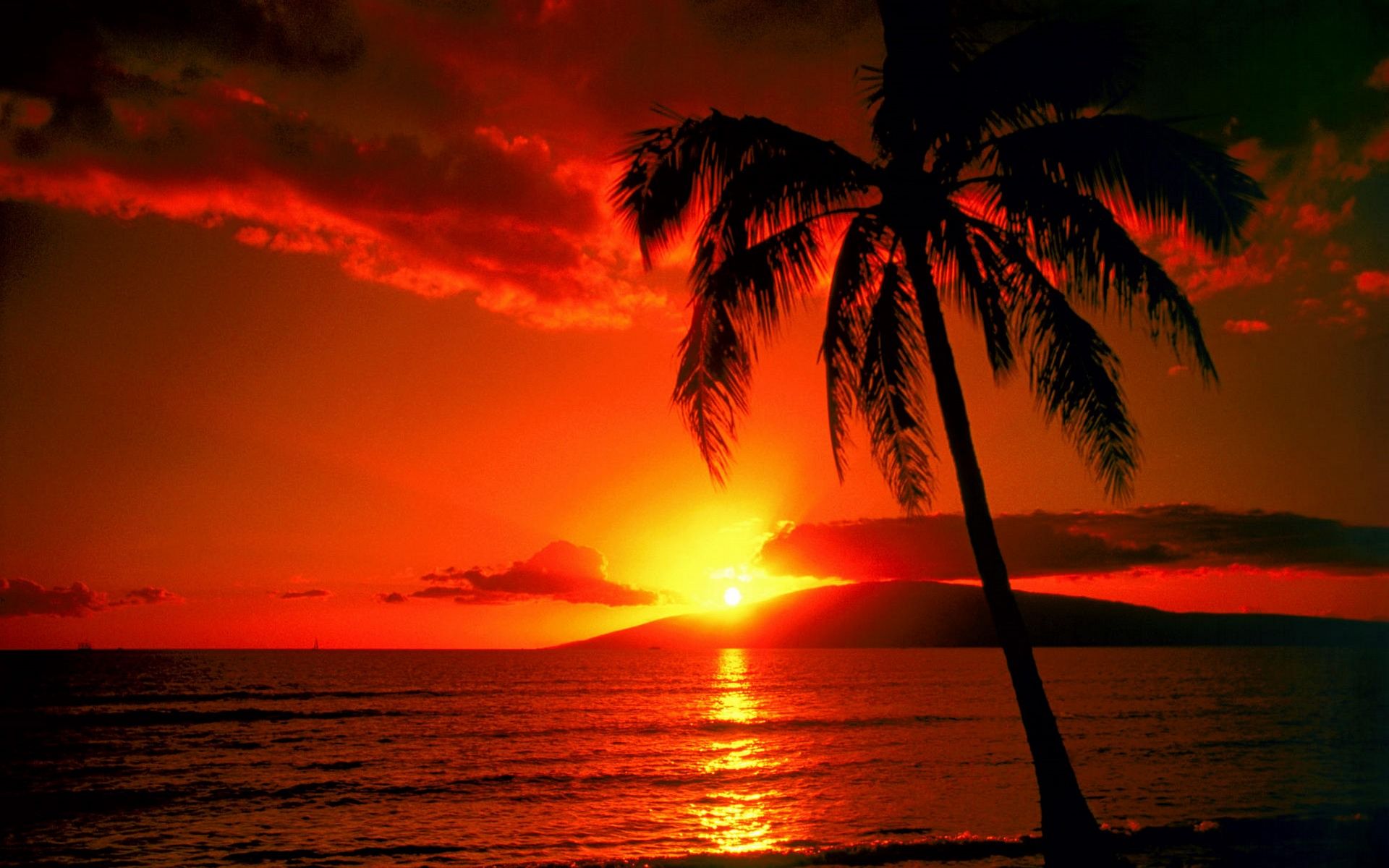 Red sunset over the ocean with a palm tree in the foreground. - Sunset