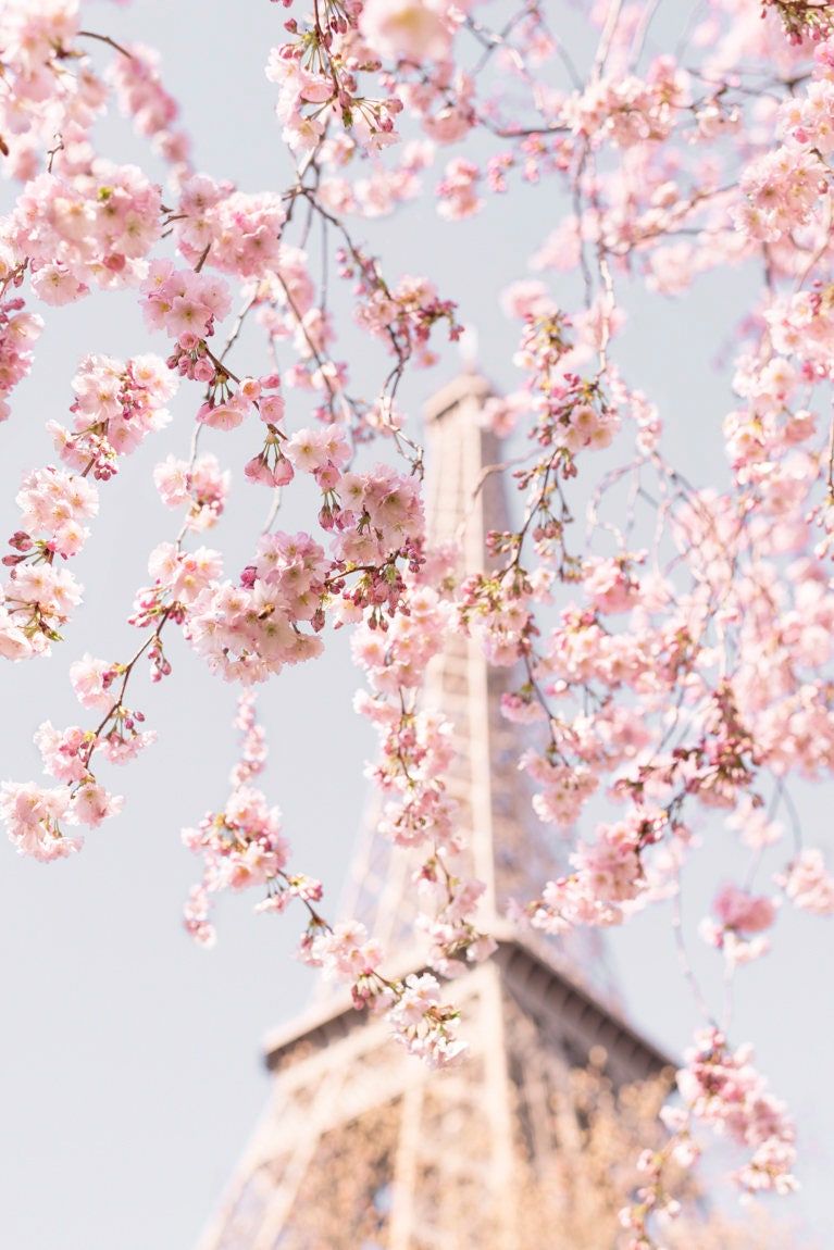 A beautiful shot of the Eiffel Tower surrounded by cherry blossoms - Eiffel Tower, Paris