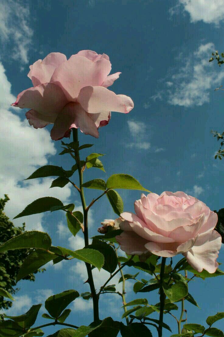 Pink roses against a blue sky with clouds - Roses, royalcore
