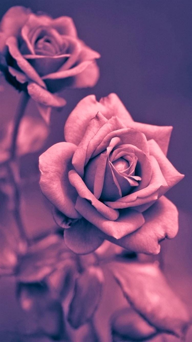 Beautiful Pink Rose Closeup iPhone 8 Wallpaper Free Download
