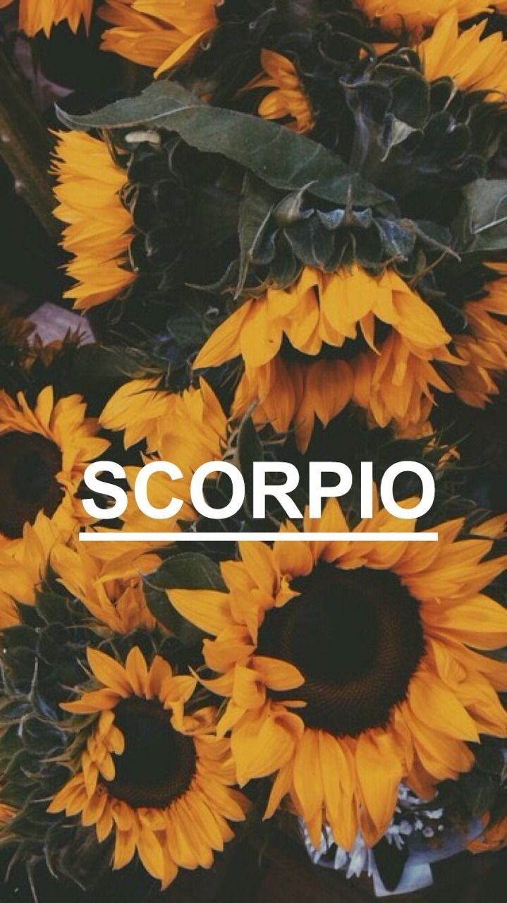 Sunflowers with the word Scorpio on top - Scorpio