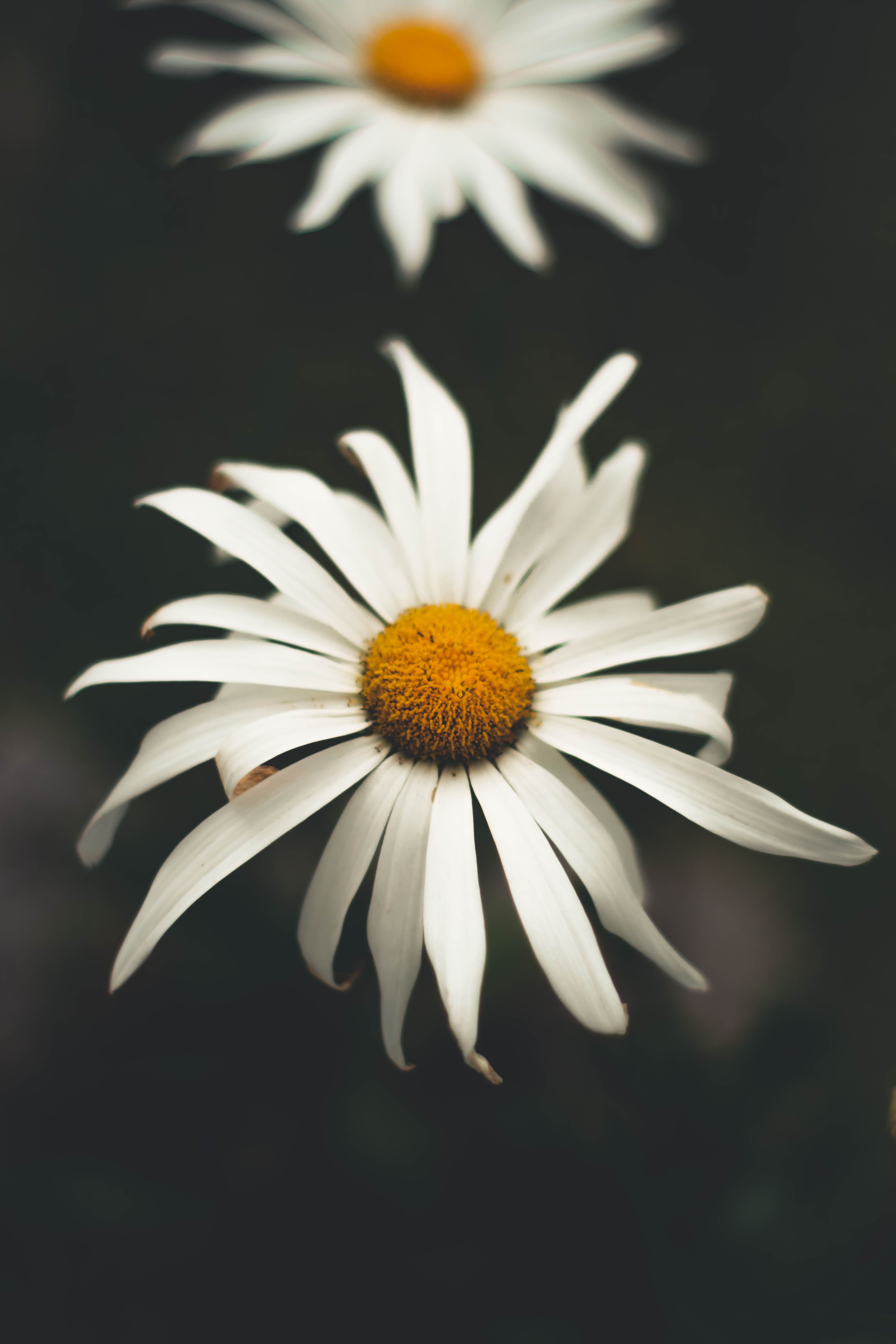 A close-up of two white daisies with yellow centers. - Daisy