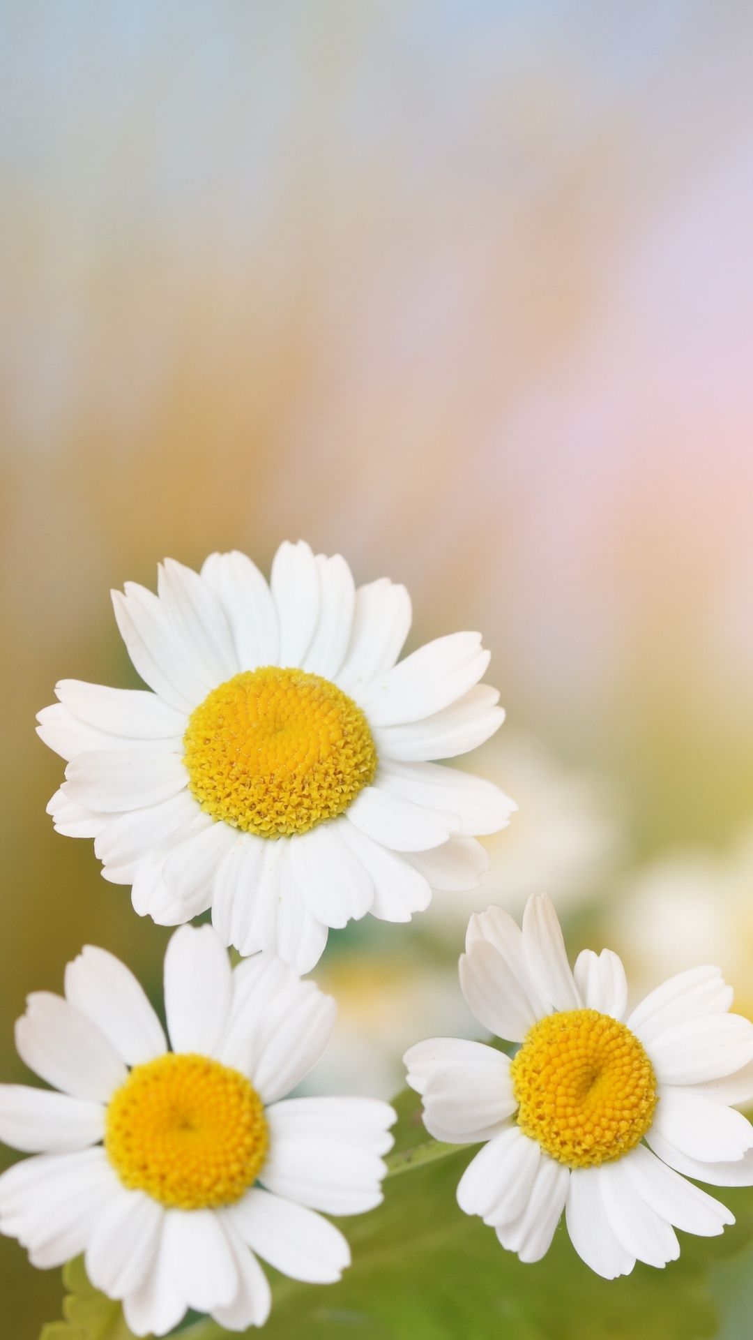 Three white daisies are in a field - Daisy