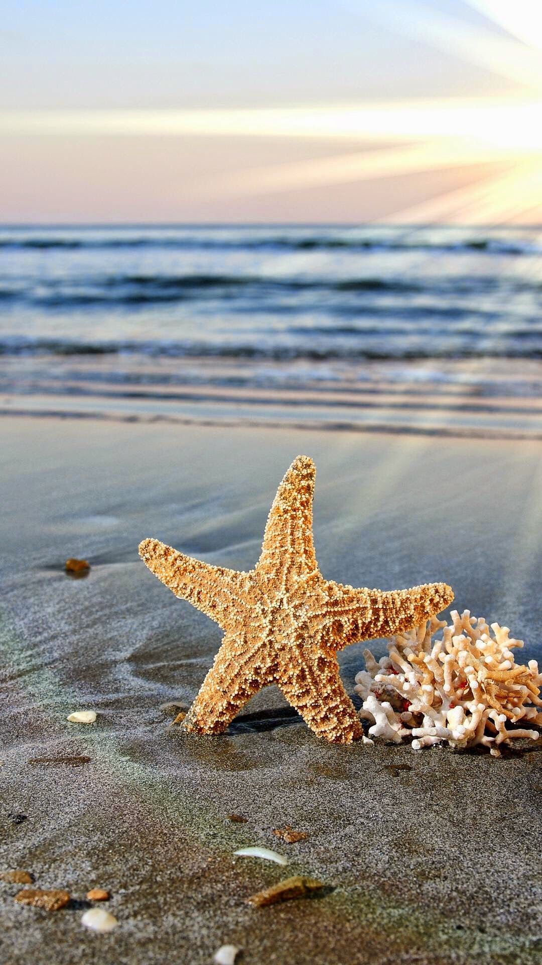 A starfish on the beach with the ocean in the background. - Starfish