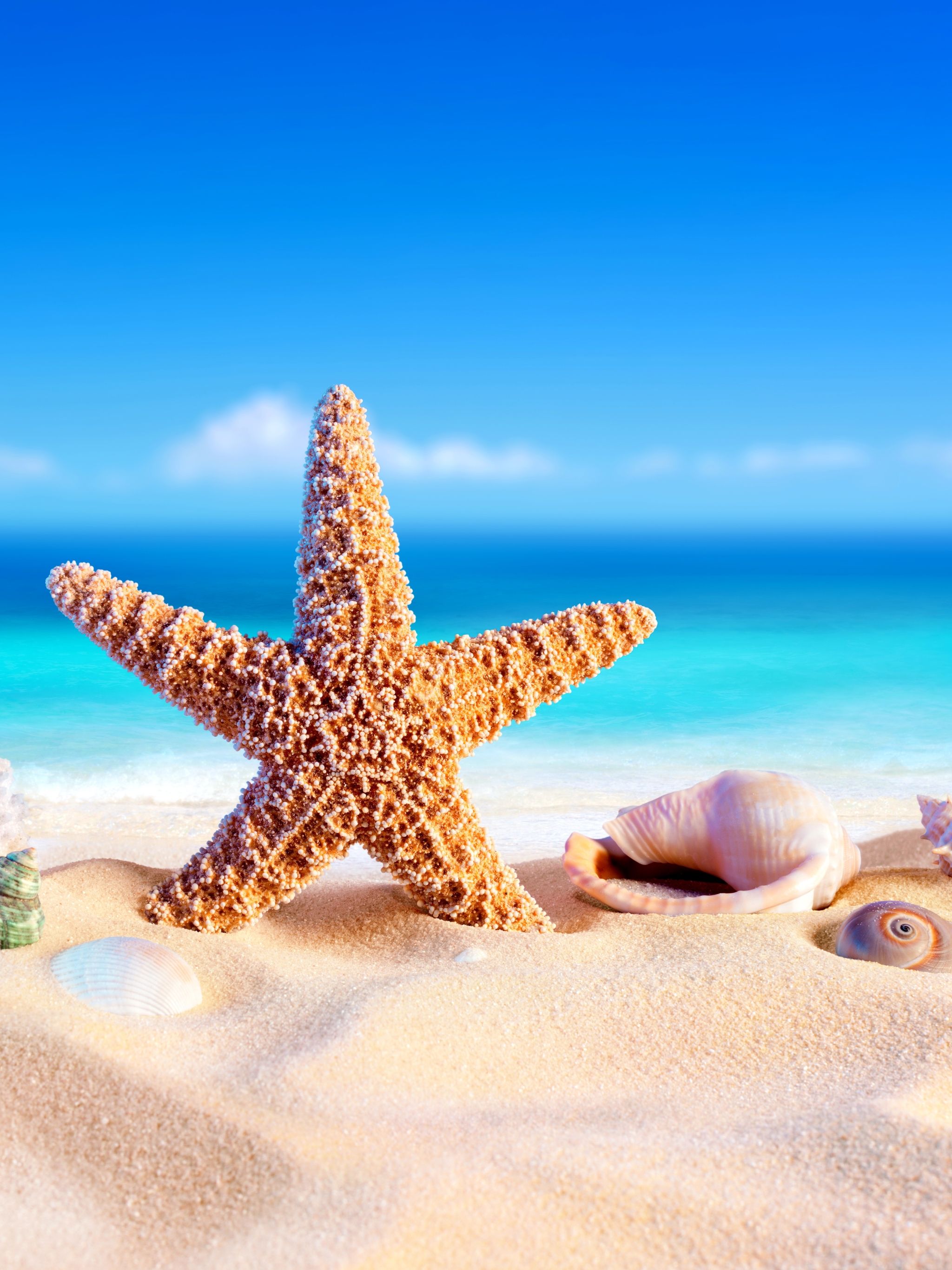 A starfish on the beach with shells - Starfish