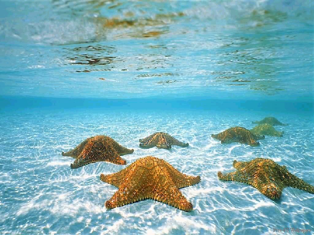 Free download Underwater in 2019 Colors of Life Sea Ocean life Starfish story [1024x768] for your Desktop, Mobile & Tablet. Explore Underwater Photography Wallpaper. Underwater Background, Underwater Background, Underwater Wallpaper
