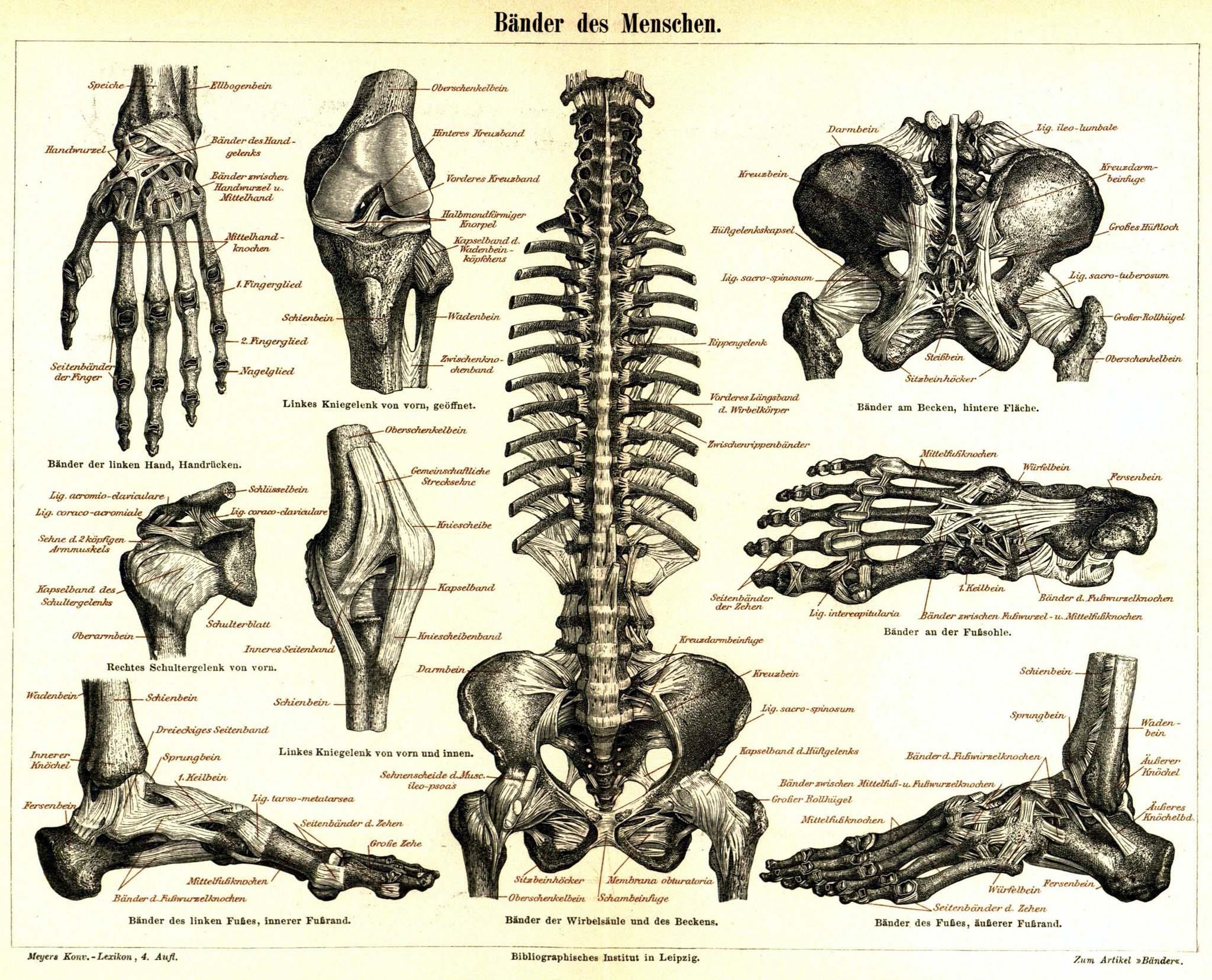 A diagram of the human skeleton - Anatomy