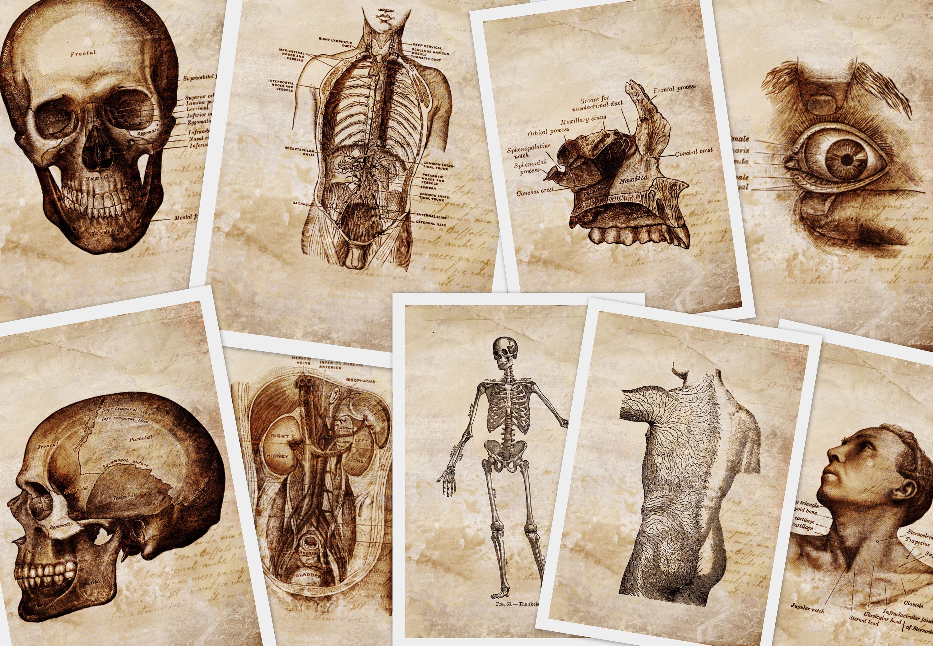 A collection of pictures showing the human body - Anatomy