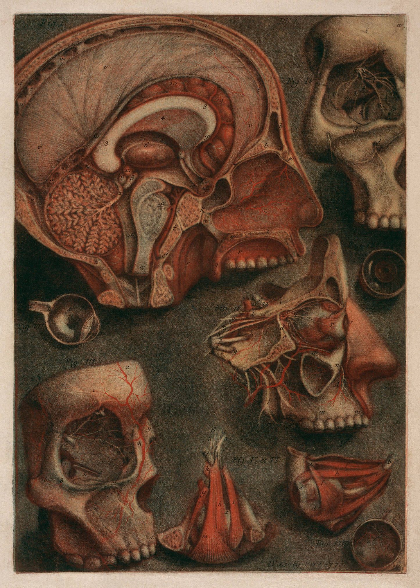 A series of images of the skull and brain - Anatomy