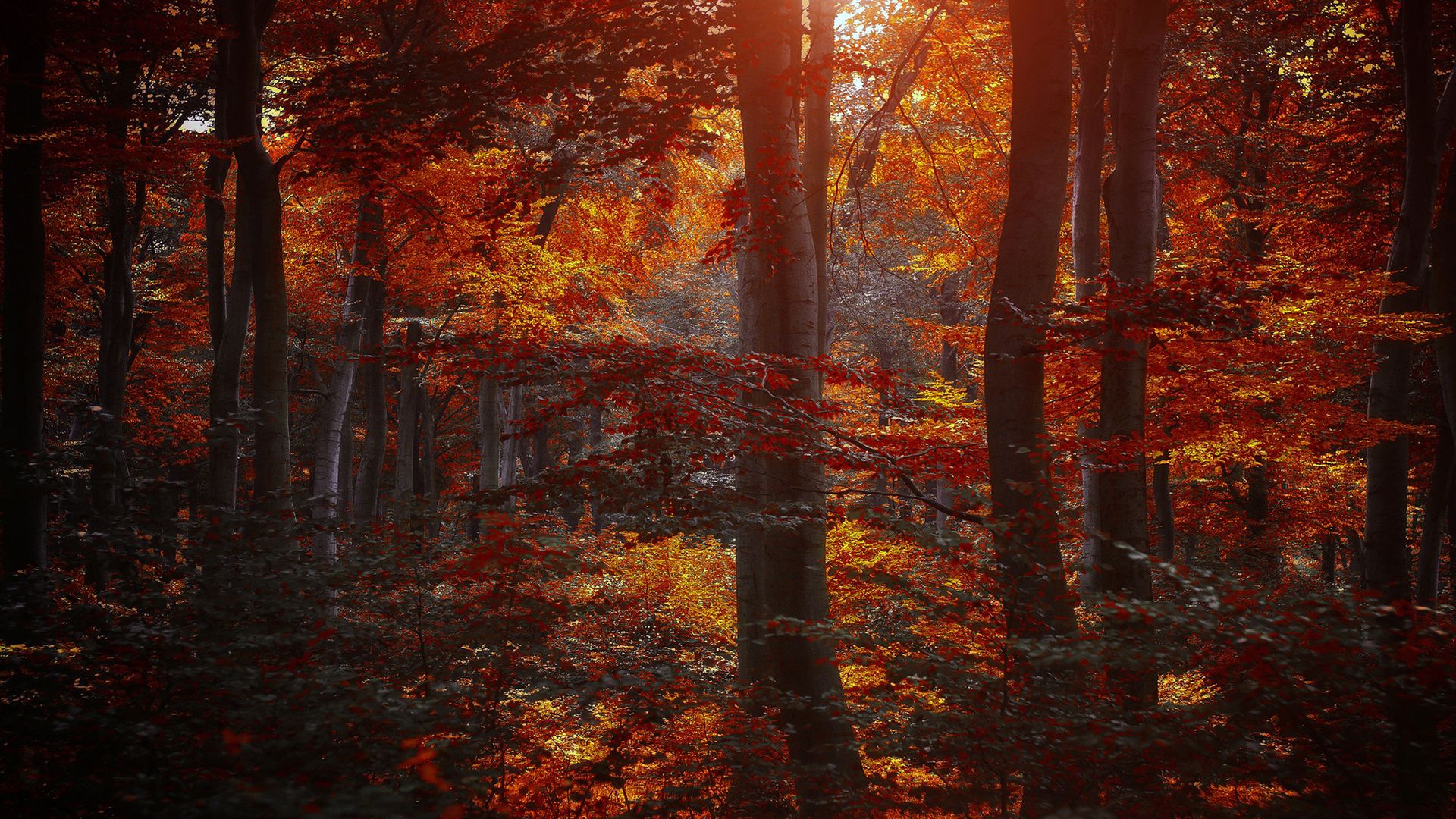 Sunlight shining through the trees in a forest during autumn - Crimson
