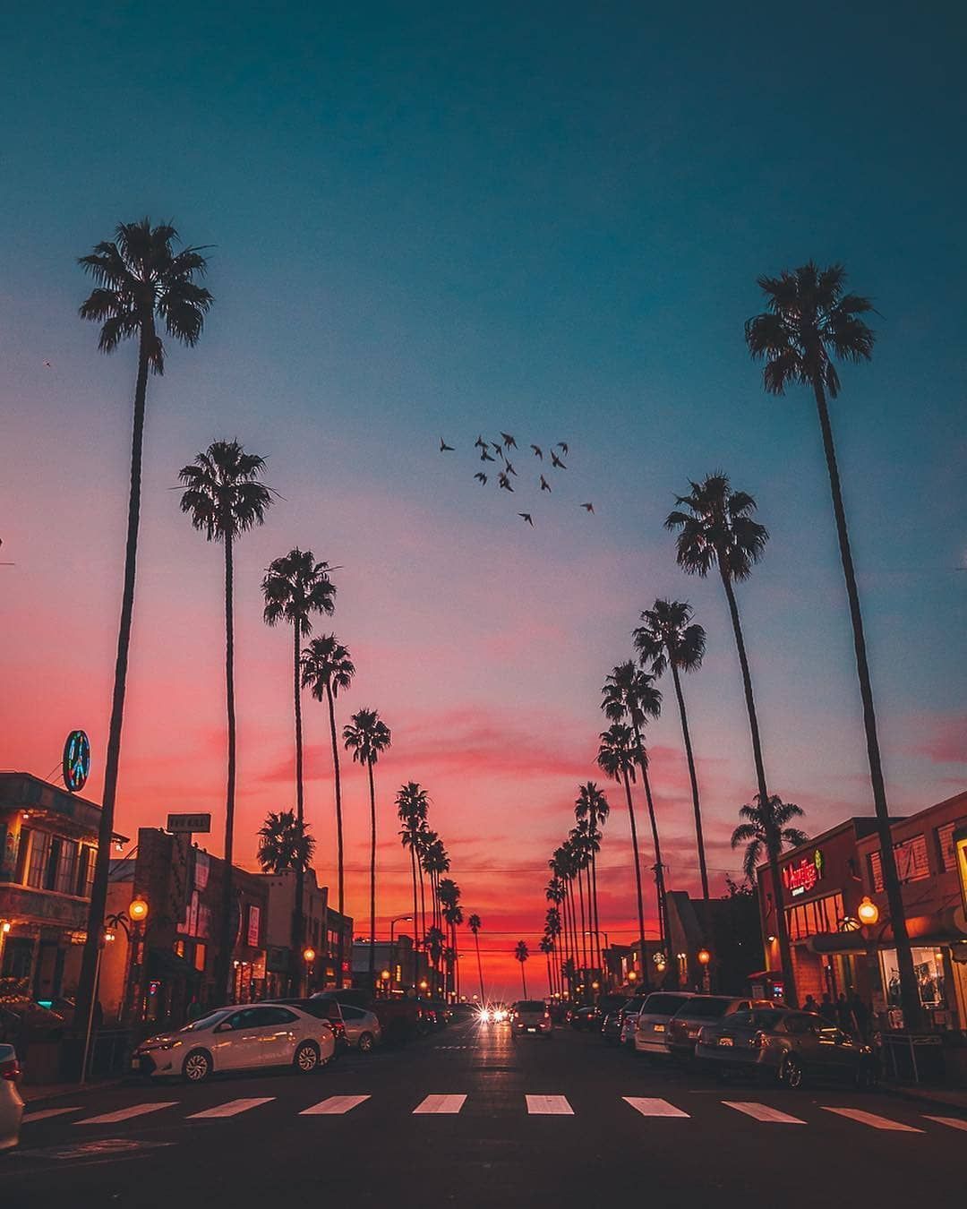 A flock of birds flying over a palm tree lined street at sunset - California