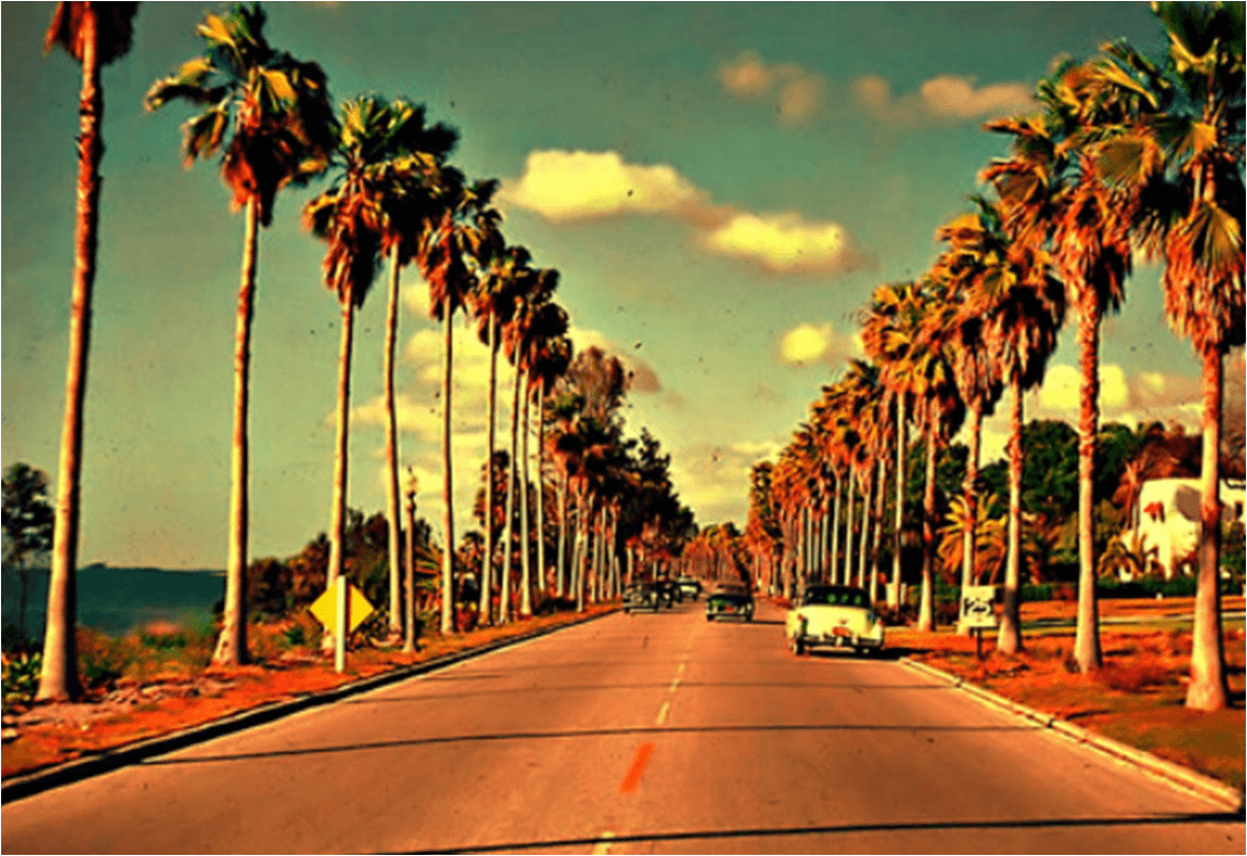 A street with palm trees and cars - California