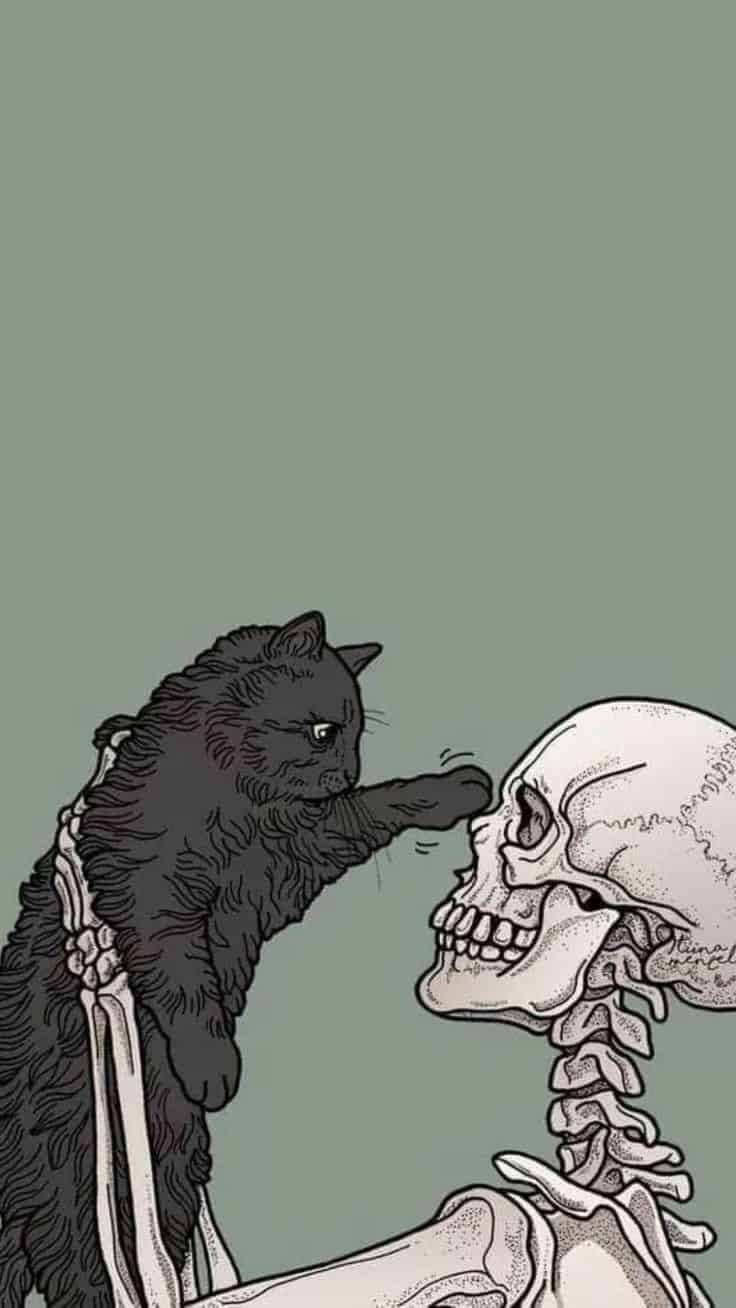Wallpaper iphone skeleton, black cat with a collar, touching a skull - Skull, cat