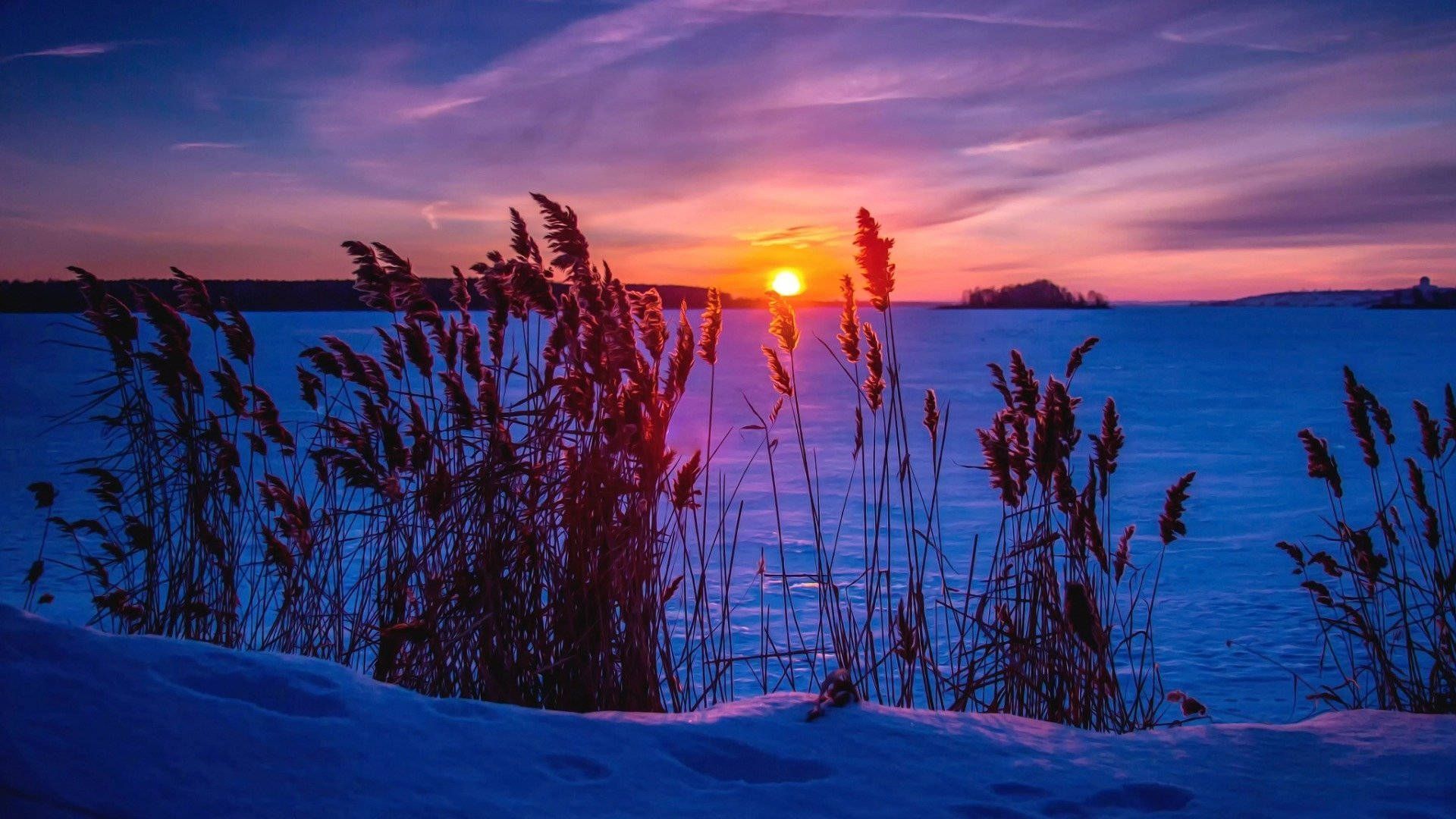 A beautiful sunset over a frozen lake with tall grass in the foreground. - Sunrise, landscape