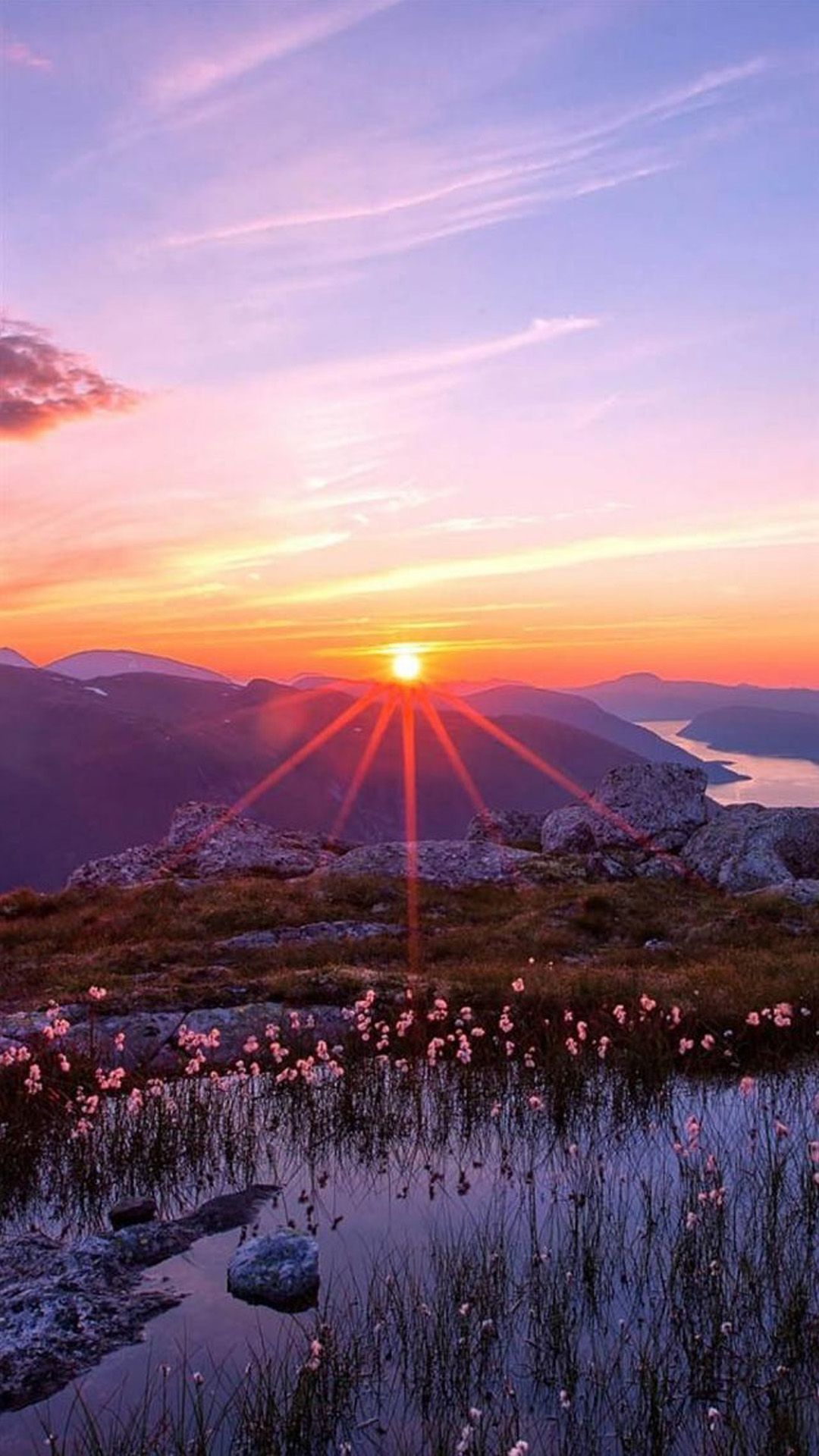 The sun rising over a mountain with a field of flowers in the foreground. - Sunrise