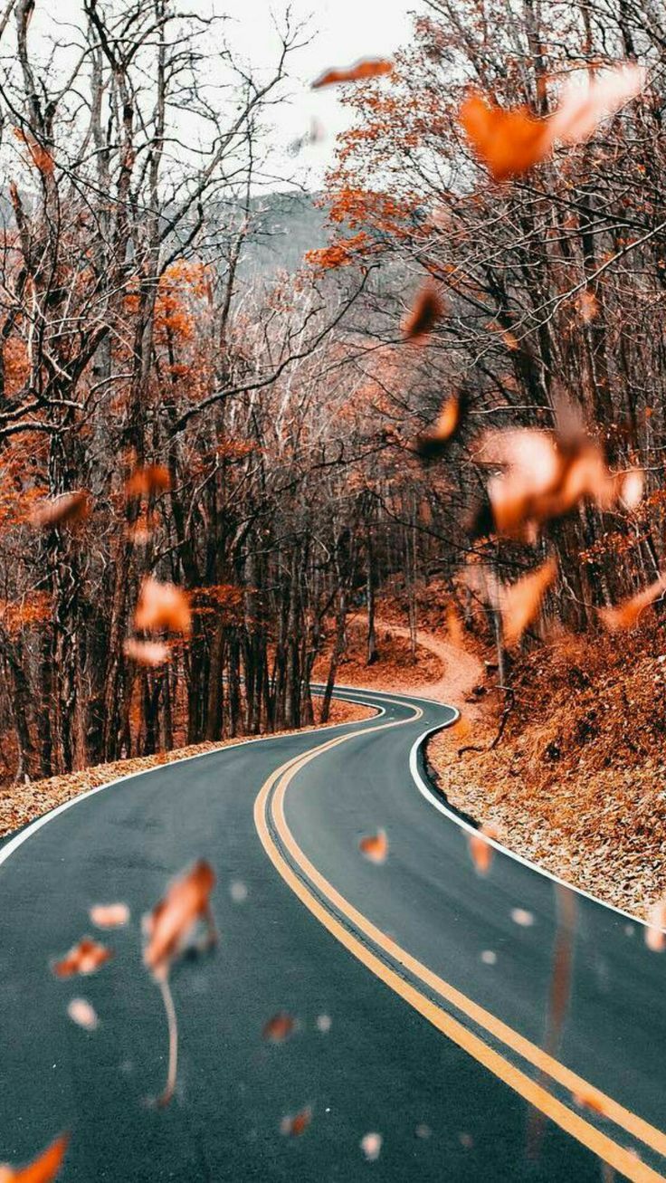 A windy road surrounded by trees with orange leaves - Fall, vintage fall