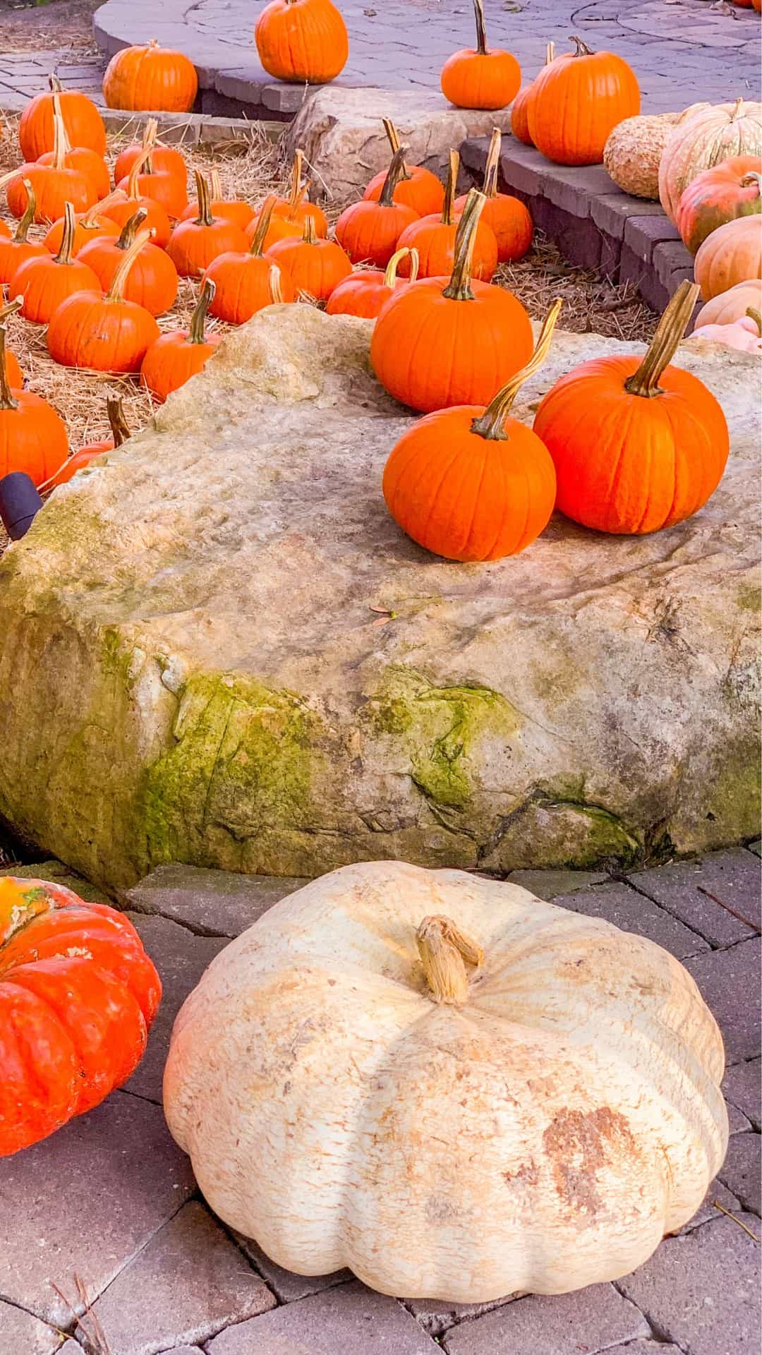 Pumpkins and squash on a stone bench - Fall