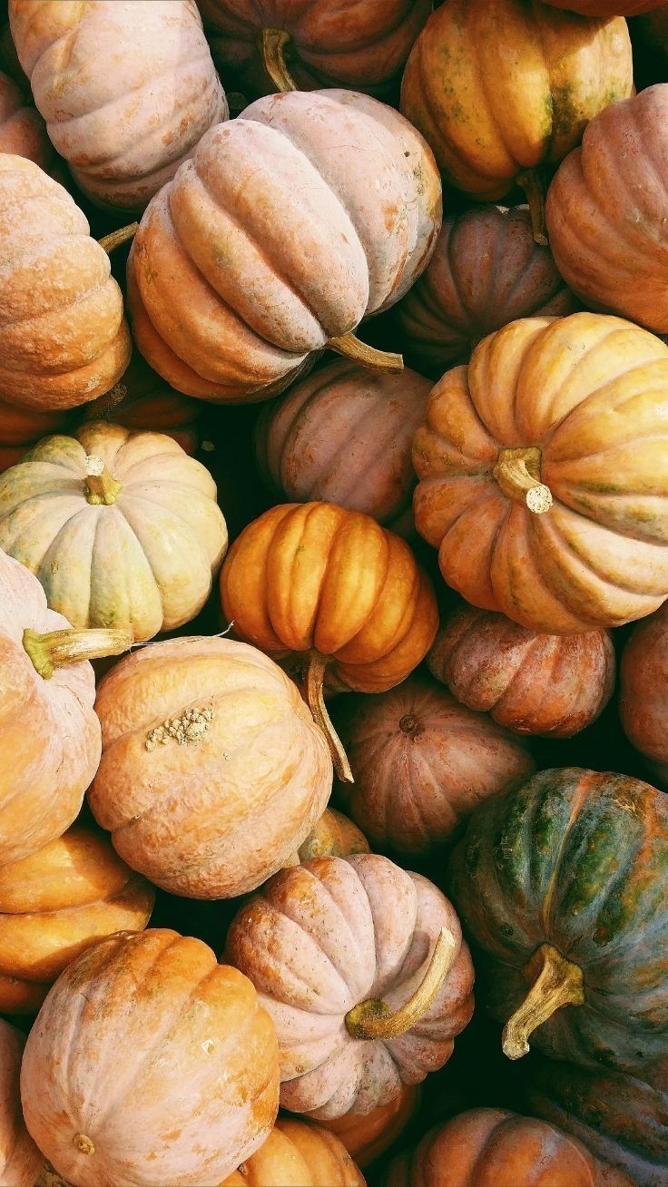 A close up of several pumpkins in different colors - Fall