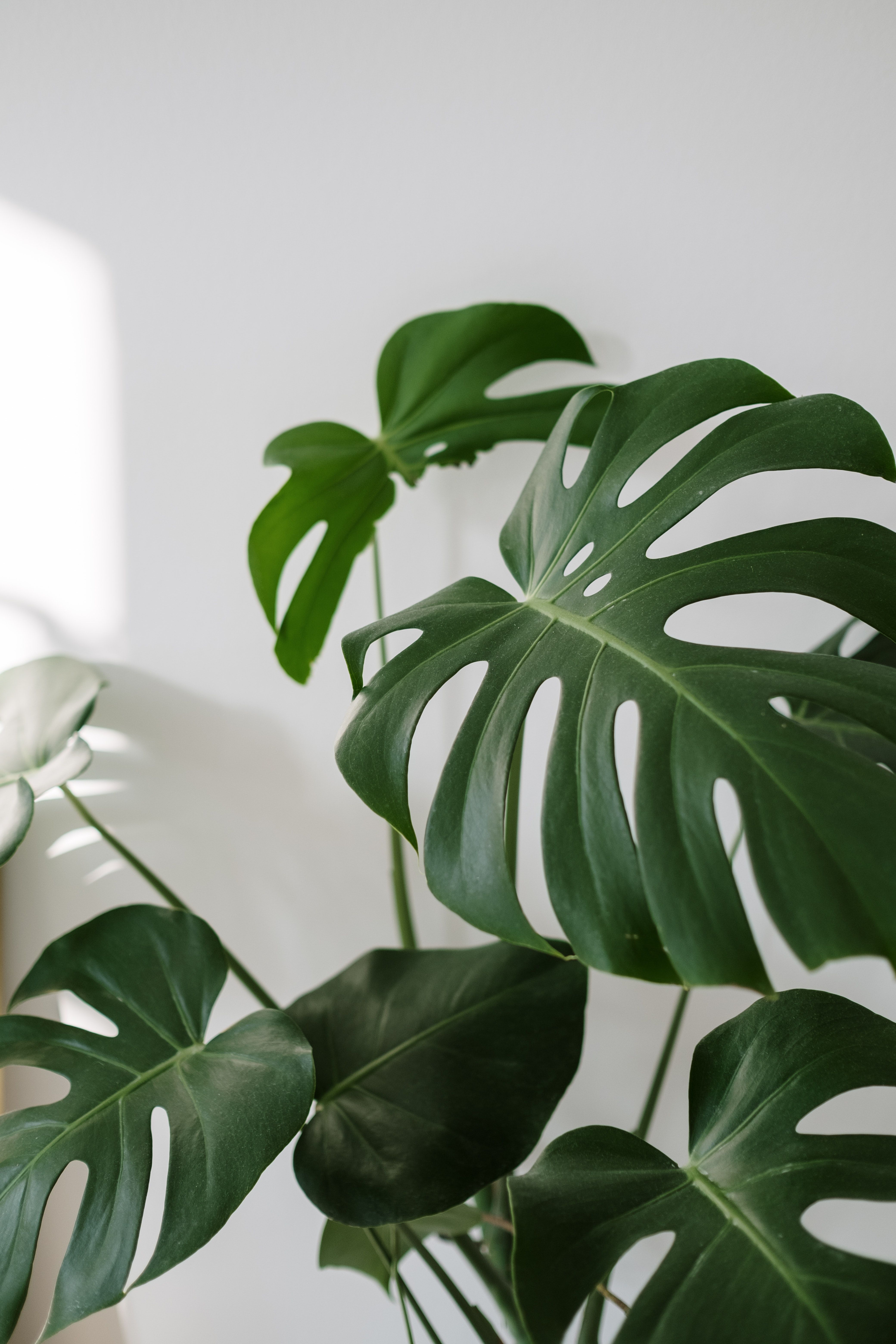 A close up of a monstera plant against a white wall. - Plants, Monstera
