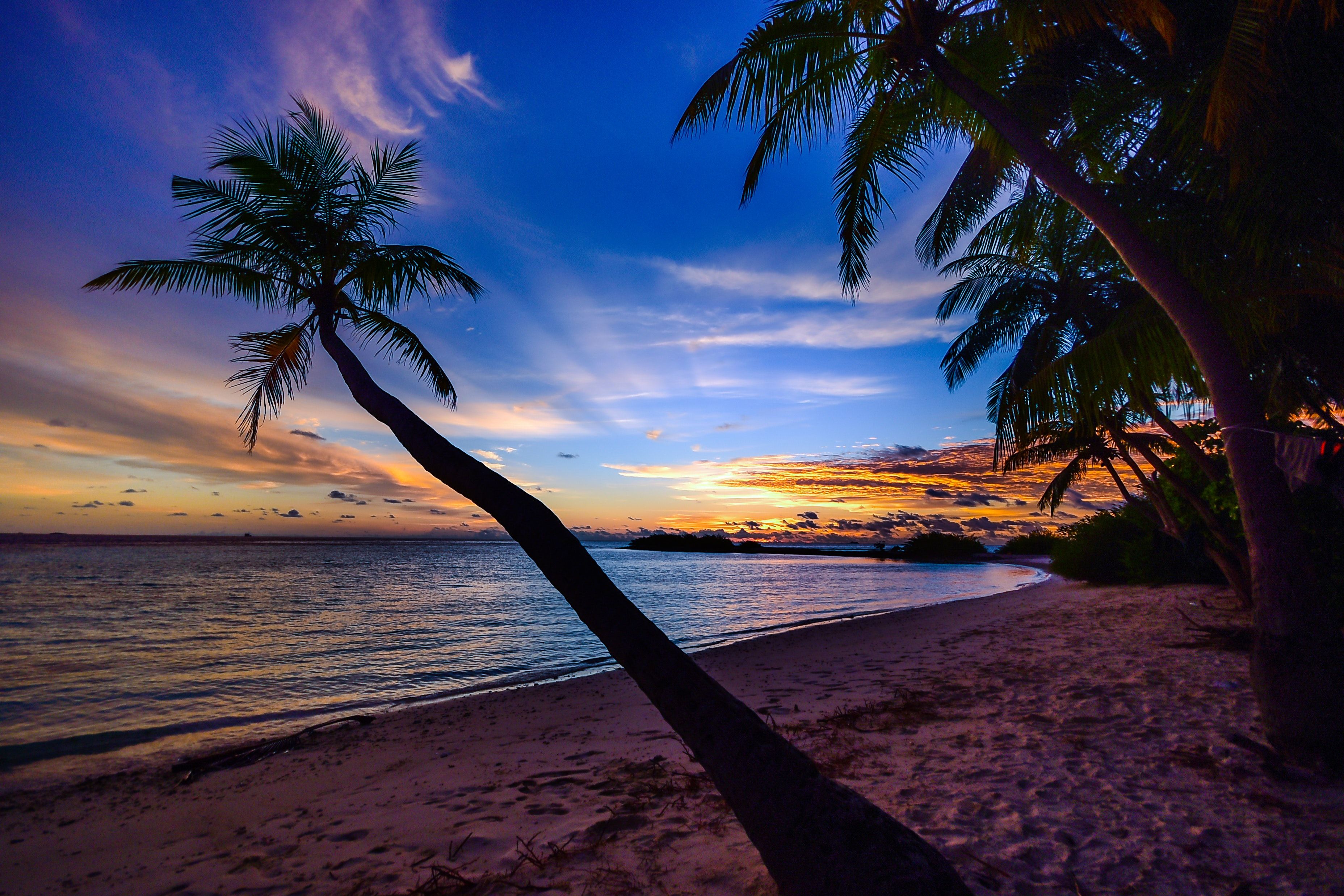 A palm tree on the beach at sunset - Beach