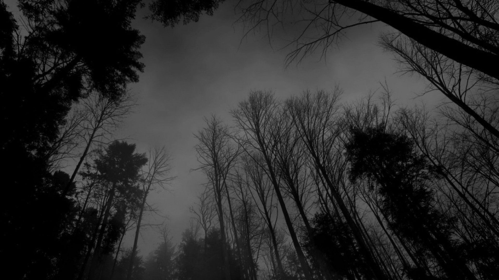 Black and white photo of a dark forest - Grunge, forest, dark