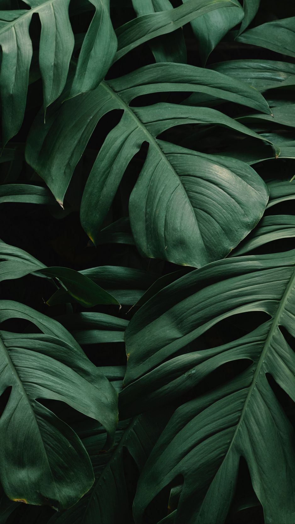 Download Wallpaper 938x1668 Leaves, Plant, Green, Dark, Vegetation Iphone 8 7 6s 6 For Parallax HD Background