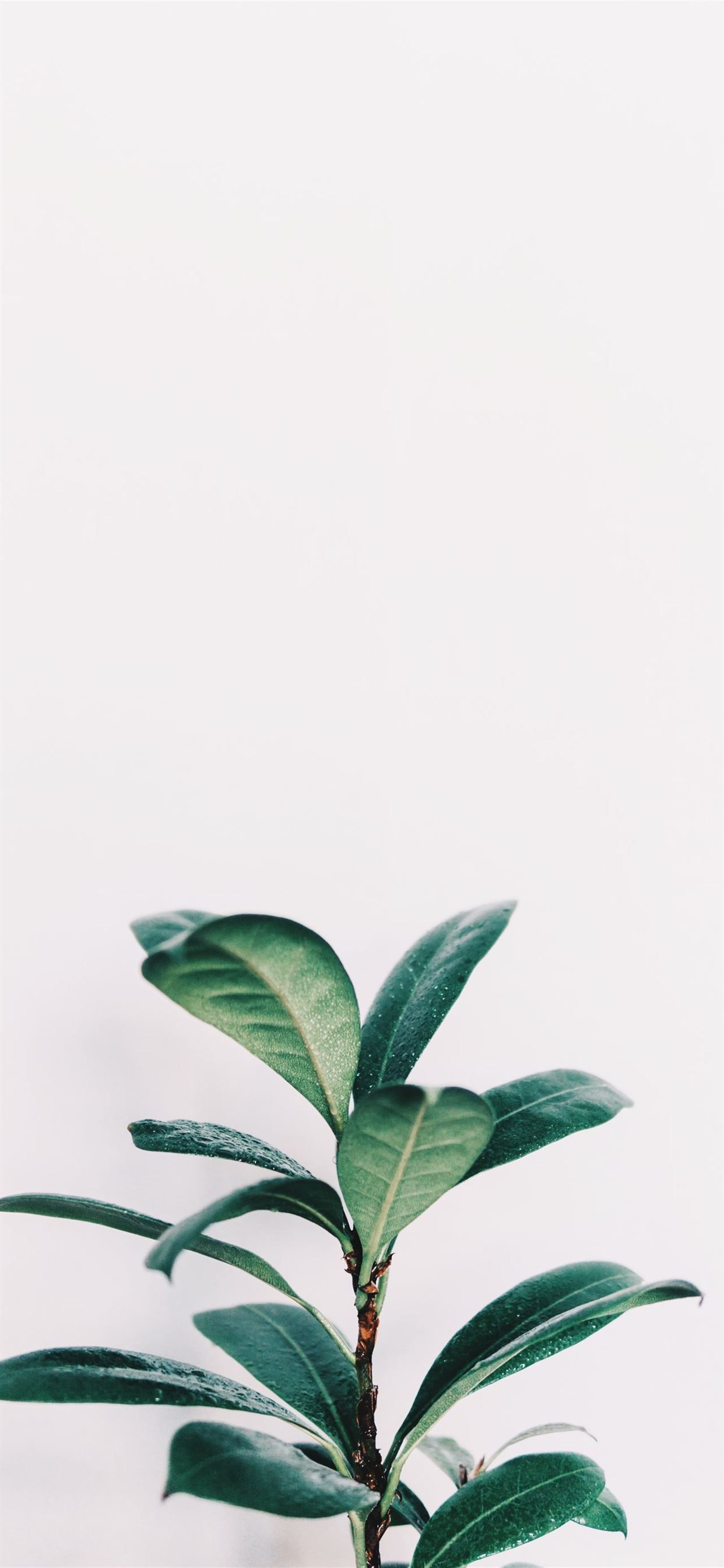 green leafed plant closeup photo iPhone 11 Wallpaper Free Download