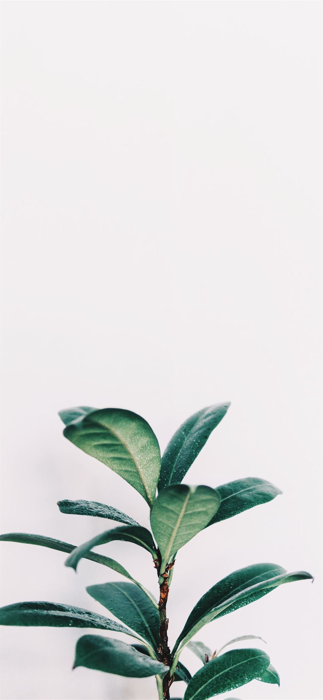 A small plant sitting in front of white wall - Plants