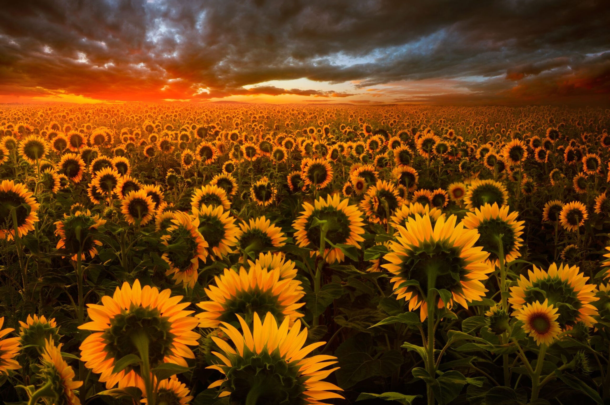 Sunflower Field Chromebook Pixel HD 4k Wallpaper, Image, Background, Photo and Picture
