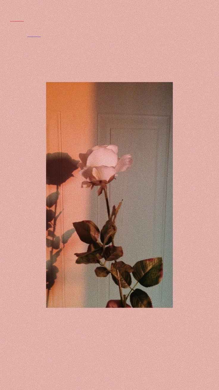 Aesthetic image of a pink rose with a pink background. - Vintage