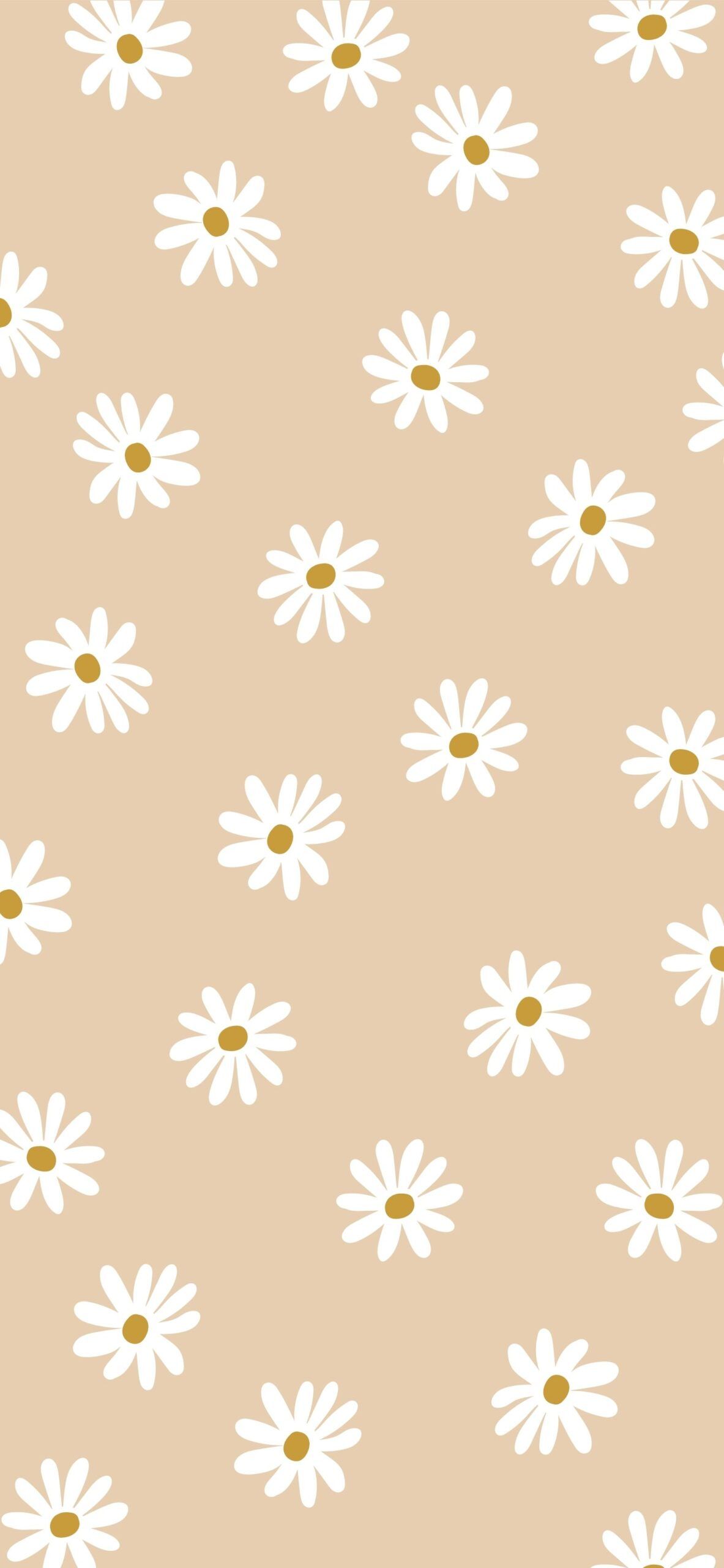 A pattern of white daisies on beige - Beige, clean, minimalist beige