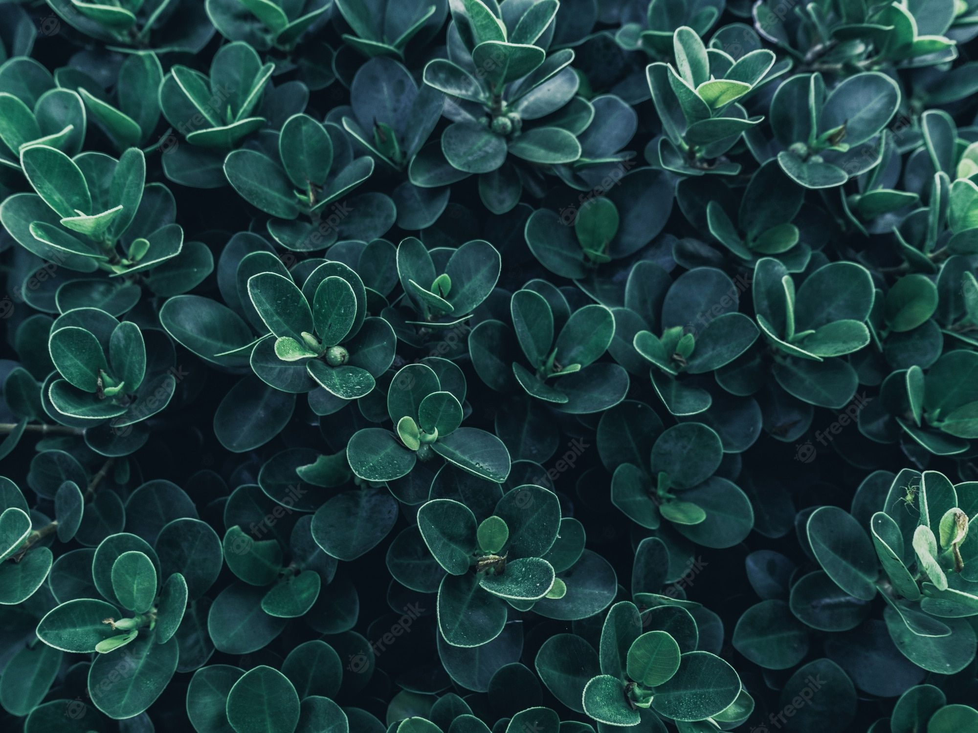 Plant Desktop Wallpaper Picture