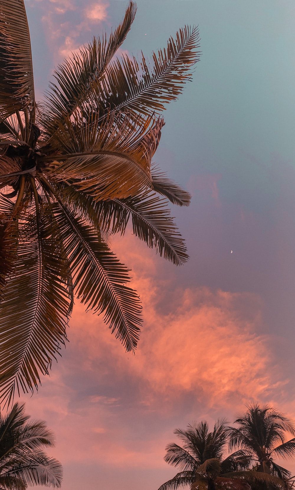 Palm trees under the pink and blue sky - Sunset, photography, sunrise, HD, palm tree