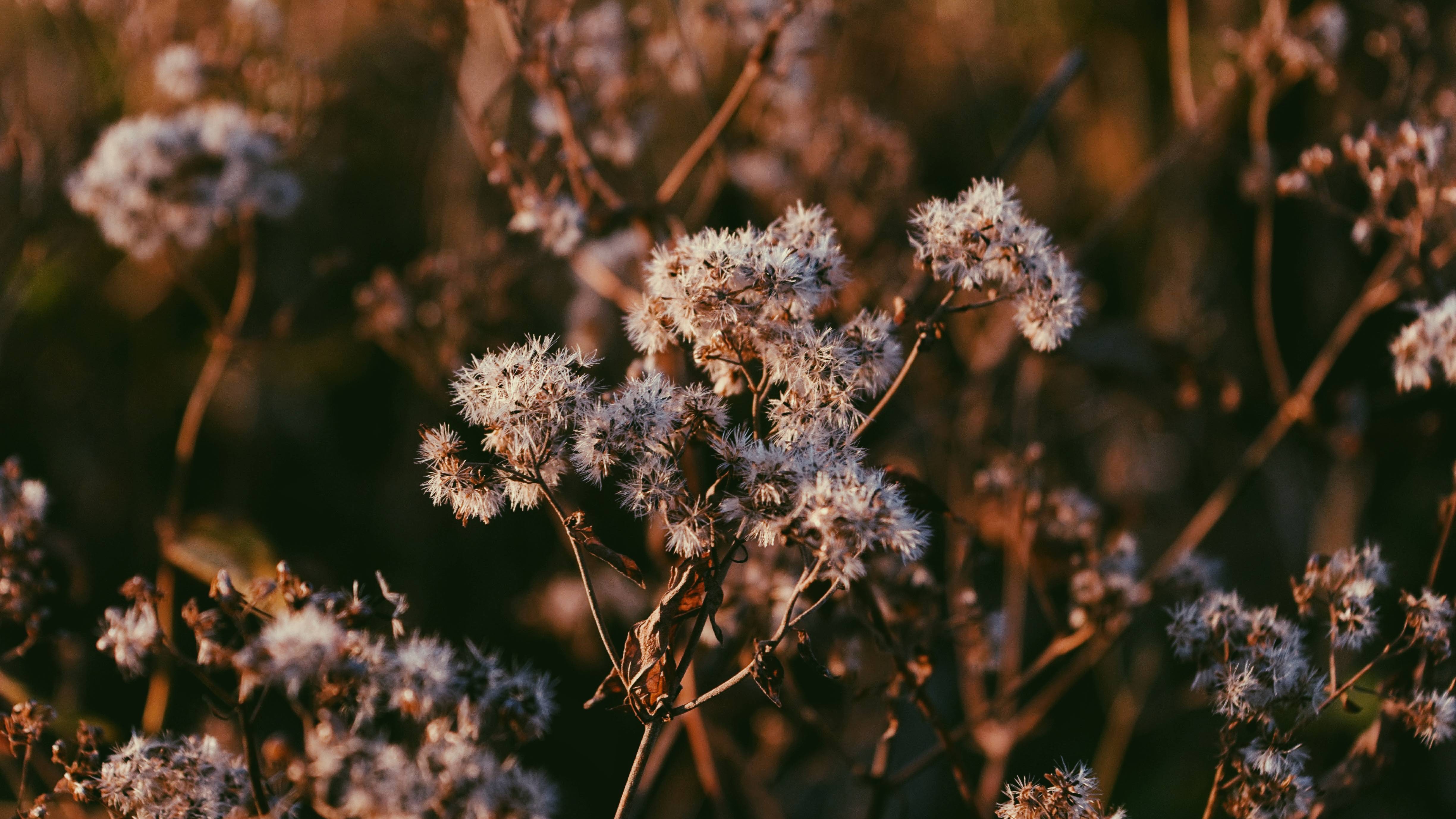 plant, branch, dry 3840x2160201945 Resolution Wallpaper, HD Nature 4K Wallpaper, Image, Photo and Background