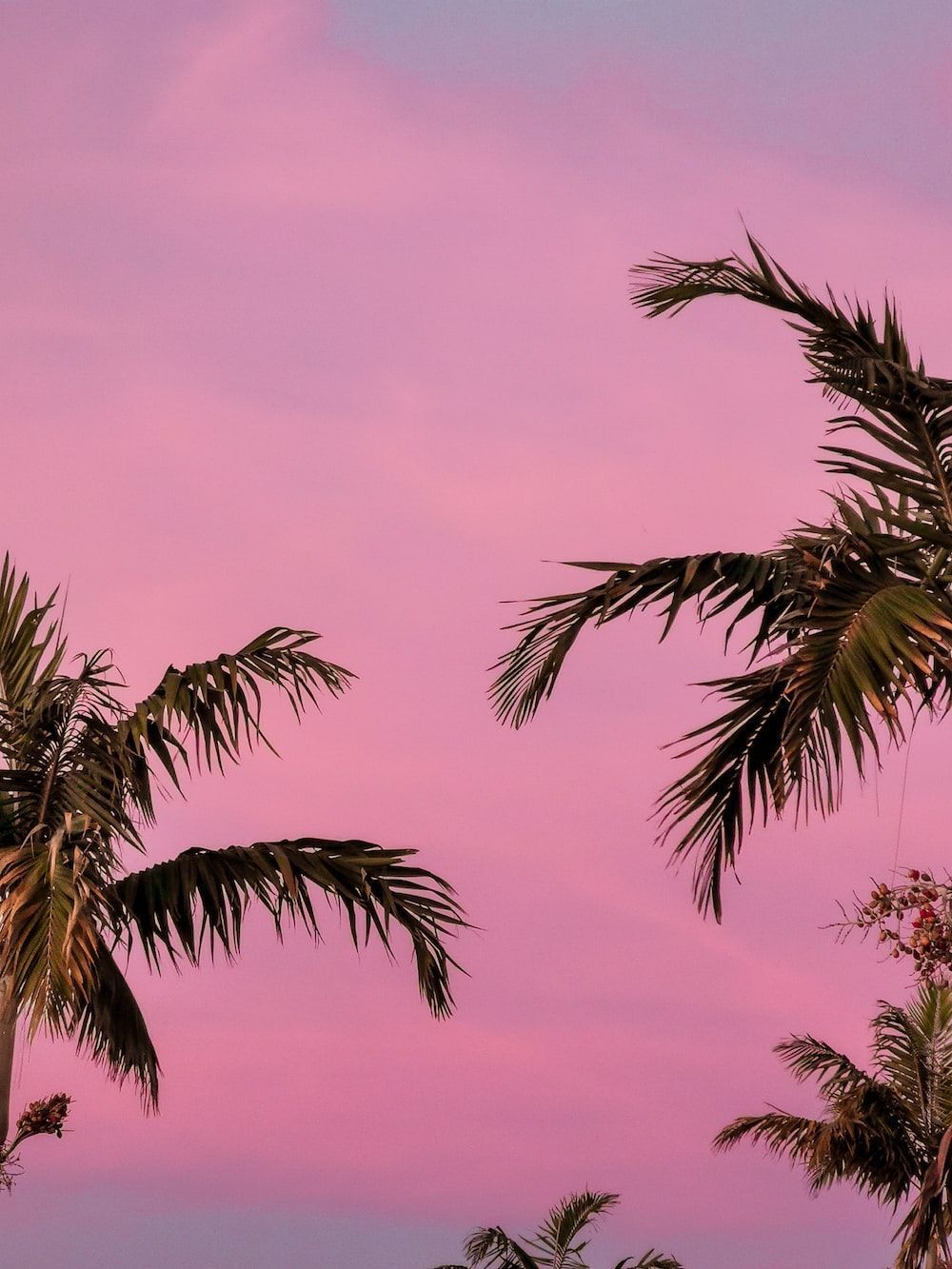 A palm tree is in the foreground of an orange sky - Neon pink, pink collage, beautiful, pink, pink phone, palm tree, HD, light pink, profile picture, Miami, warm, cute pink, Florida, pastel pink, soft pink, photography, bright, pretty, hot pink