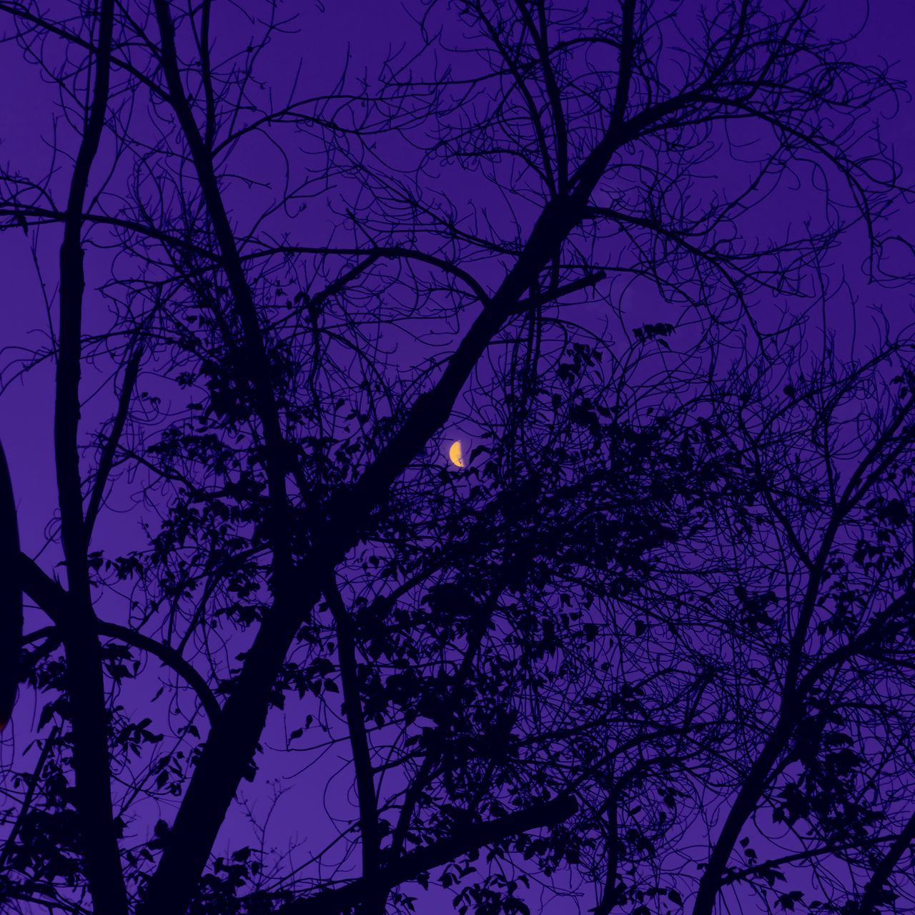 A moon is in the sky over some trees - IPad