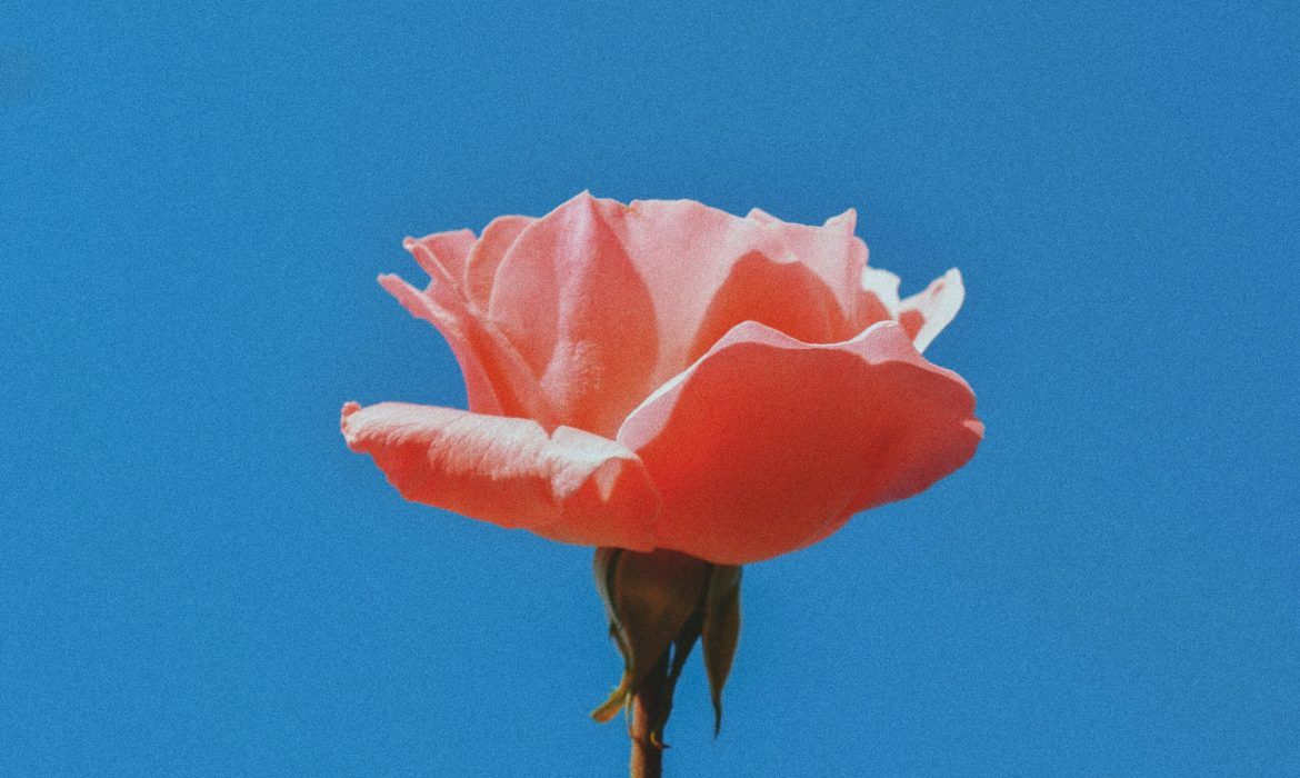 A pink rose on a blue background - Indie