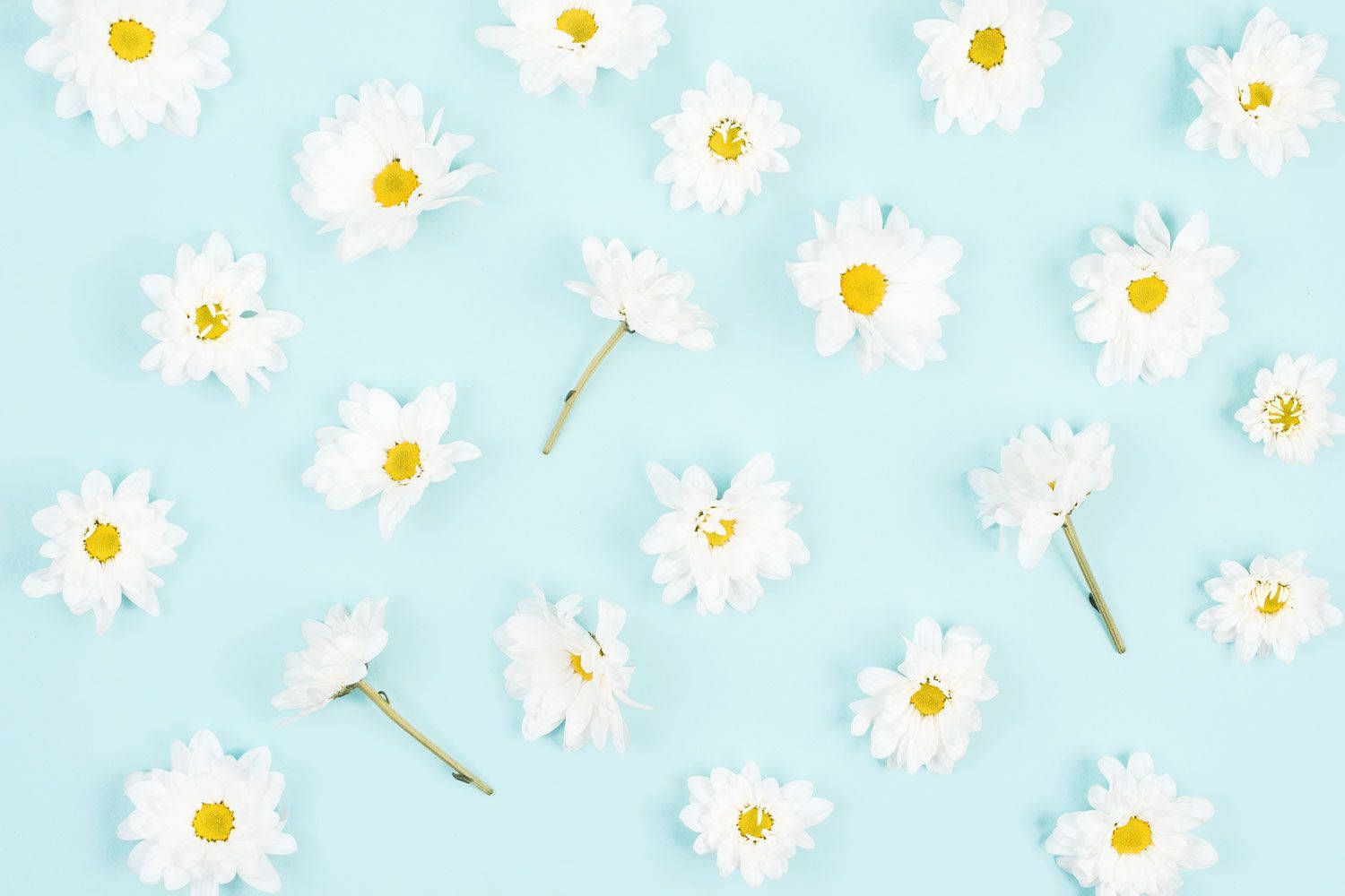 White daisies scattered on a blue background - Daisy