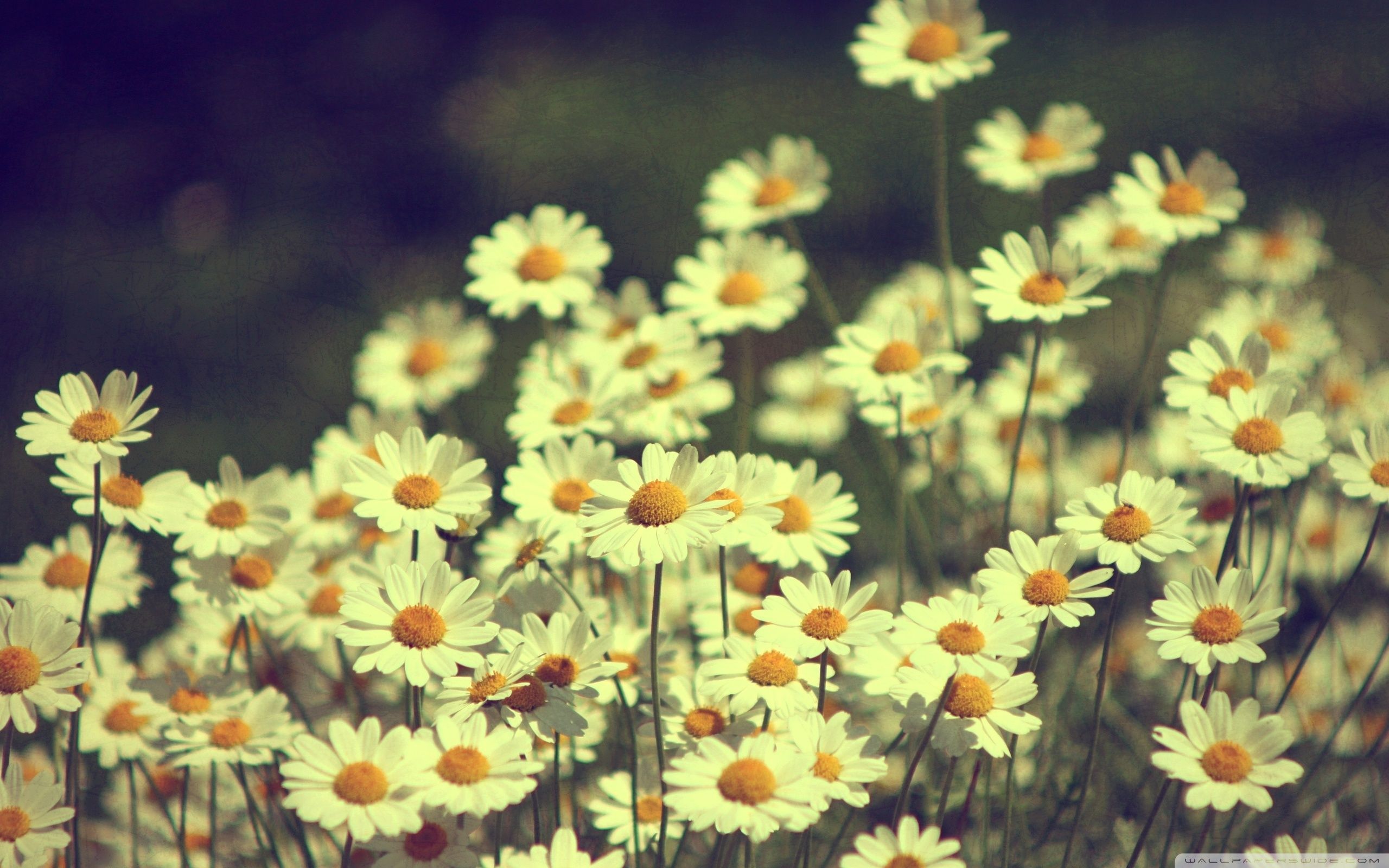 A field of white daisies with green grass - Daisy