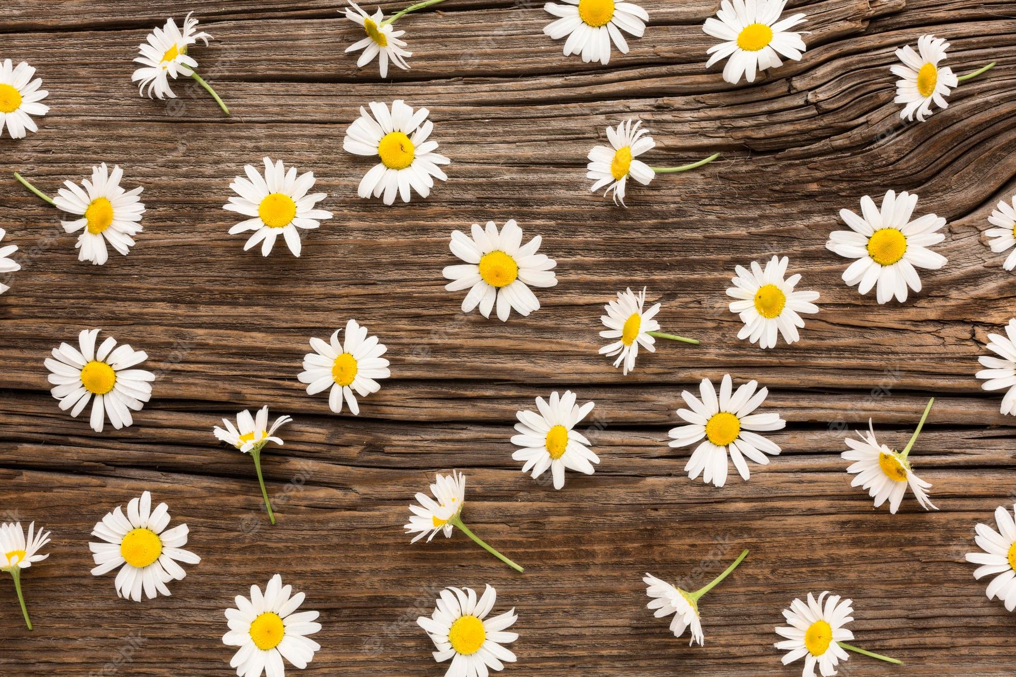 Daisy flowers on a wooden background - Daisy