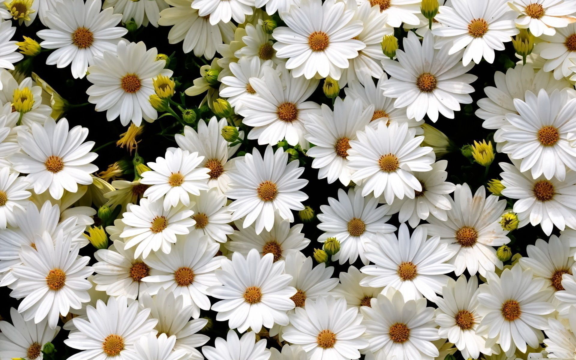 A bunch of white daisies in a field. - Daisy